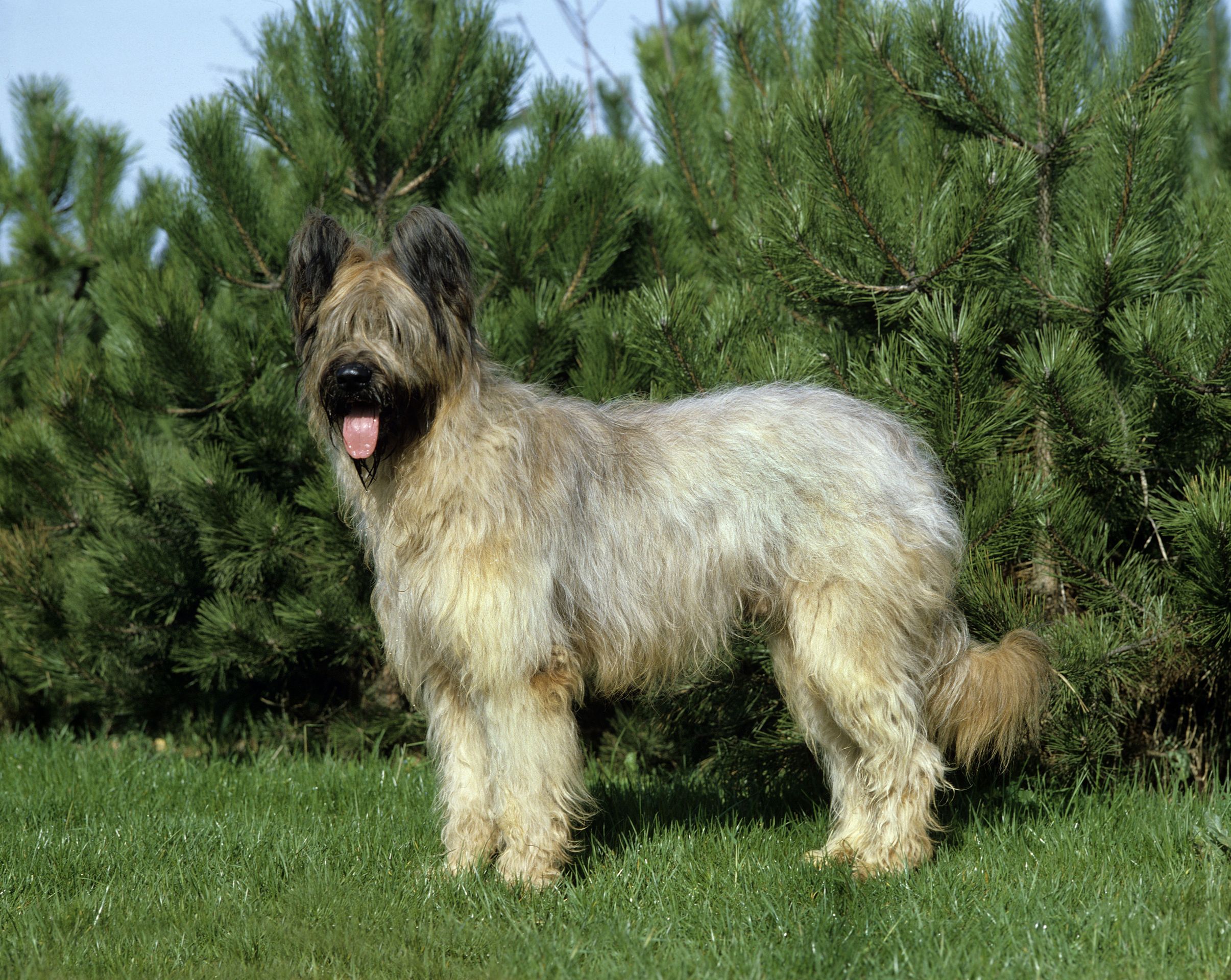 Briard - Přehled psích plemen (7/20)
