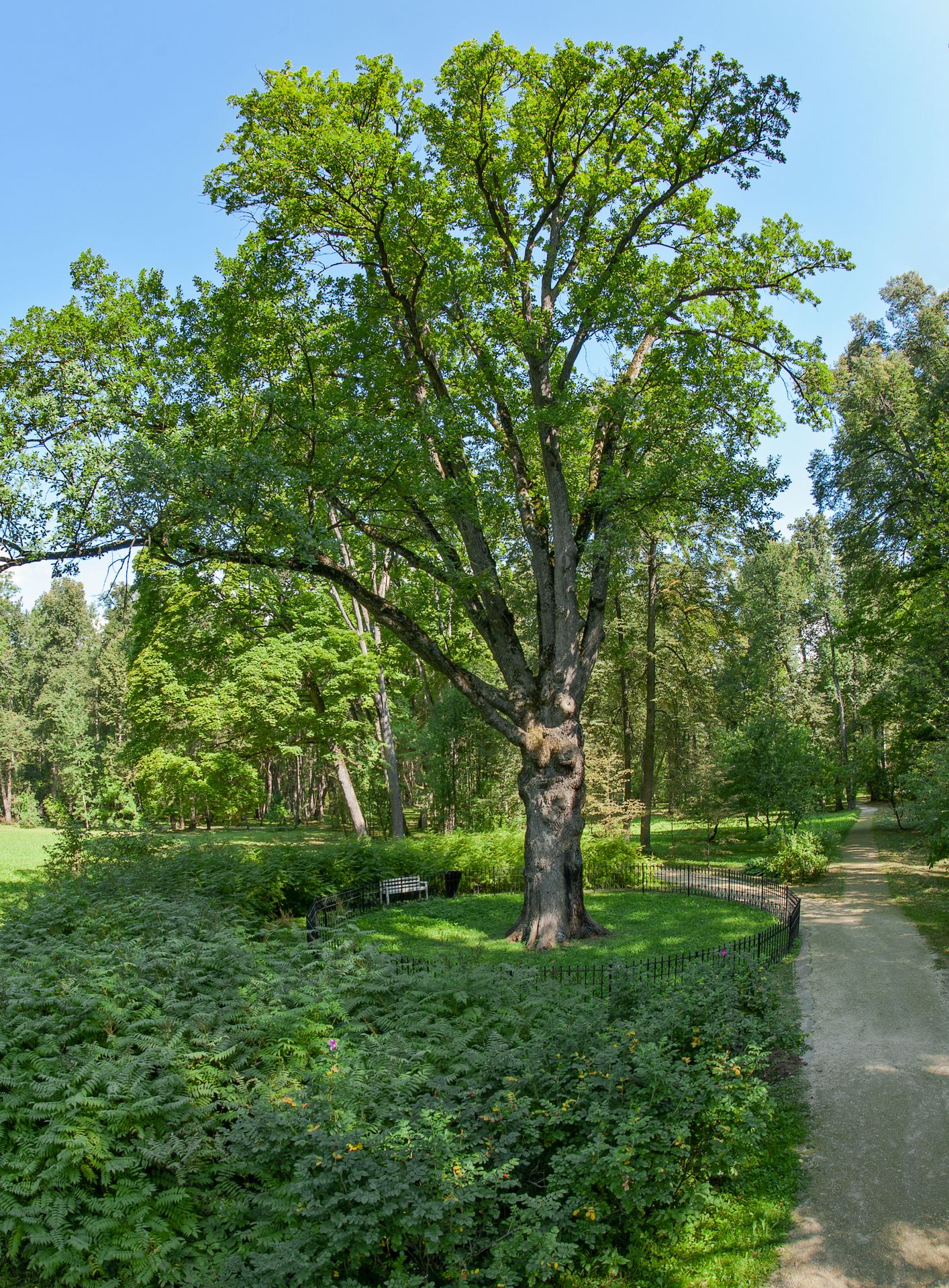 Evropský strom - Rusko - Evropský strom (15/16)