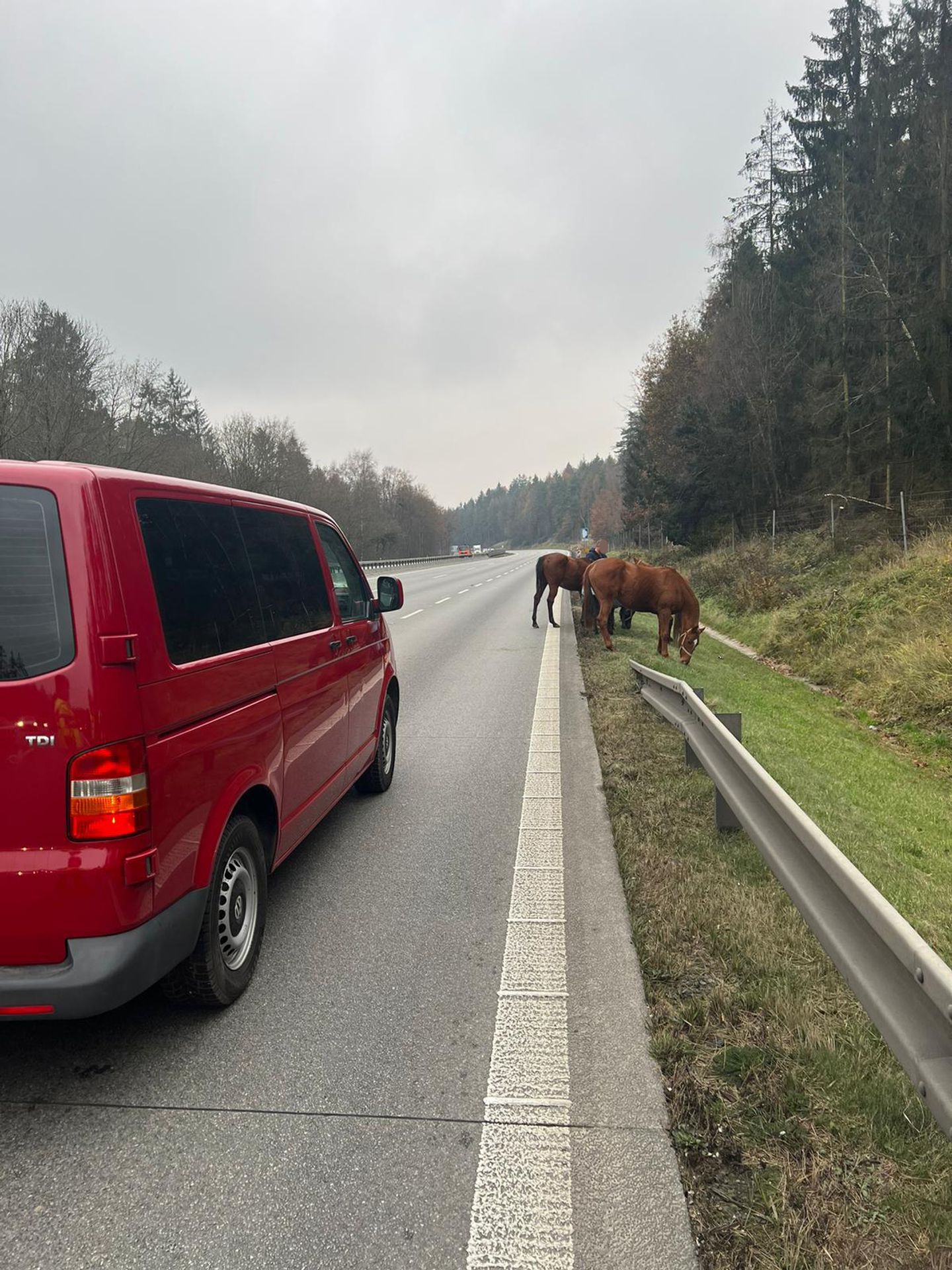 Koně na dálnici - Koně zablokovali dálnici D1 (5/7)