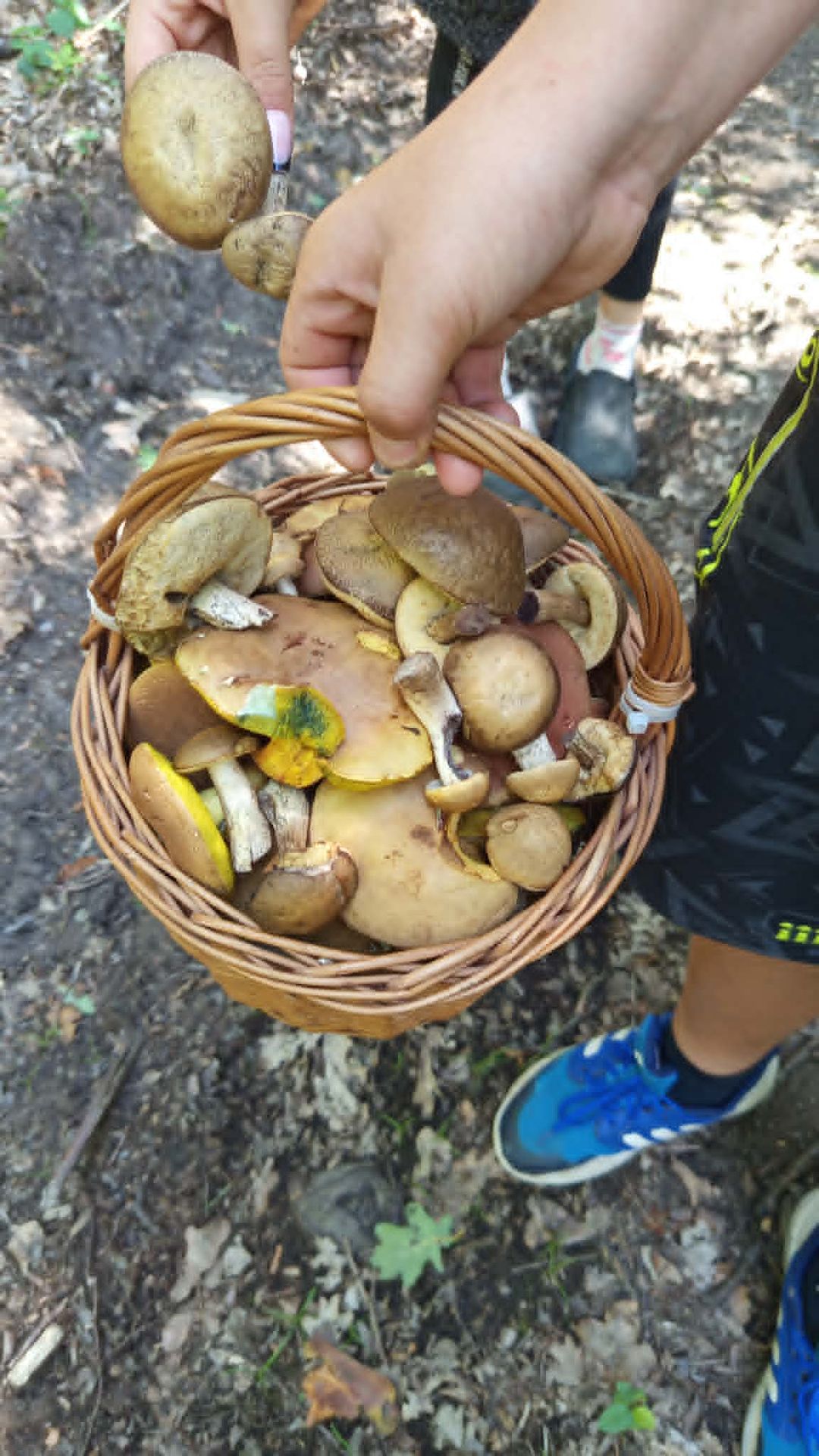 Nasbírané houby ze začátku července - Nasbírané houby ze začátku července (2/4)