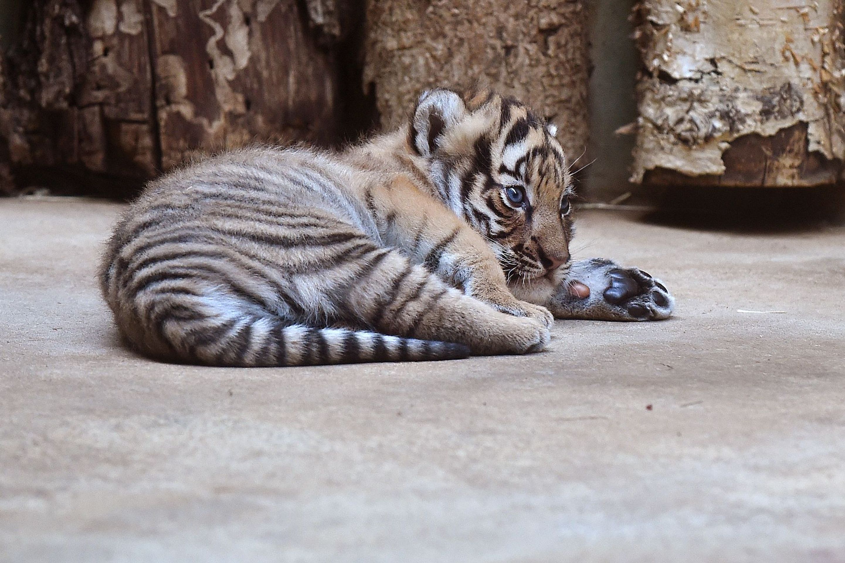 Mláďata tygra malajského v Zoo Praha - 12 - GALERIE: Mláďata tygra malajského v Zoo Praha (2/23)