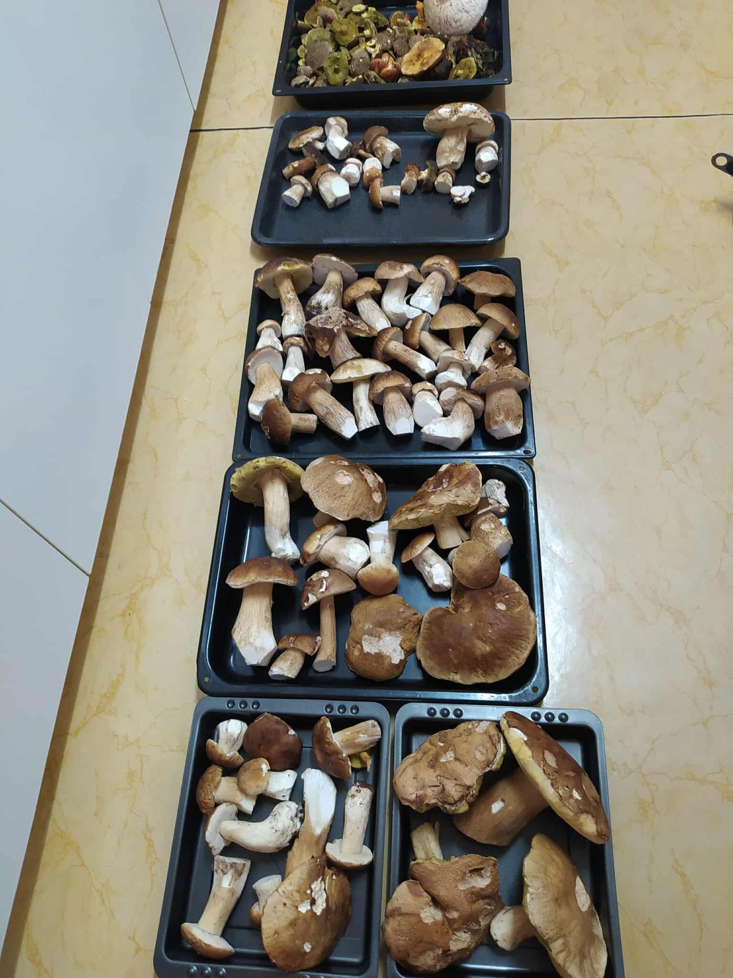 Houby - 3 - Žena našla v lese kromě hub i několik ryb (6/6)