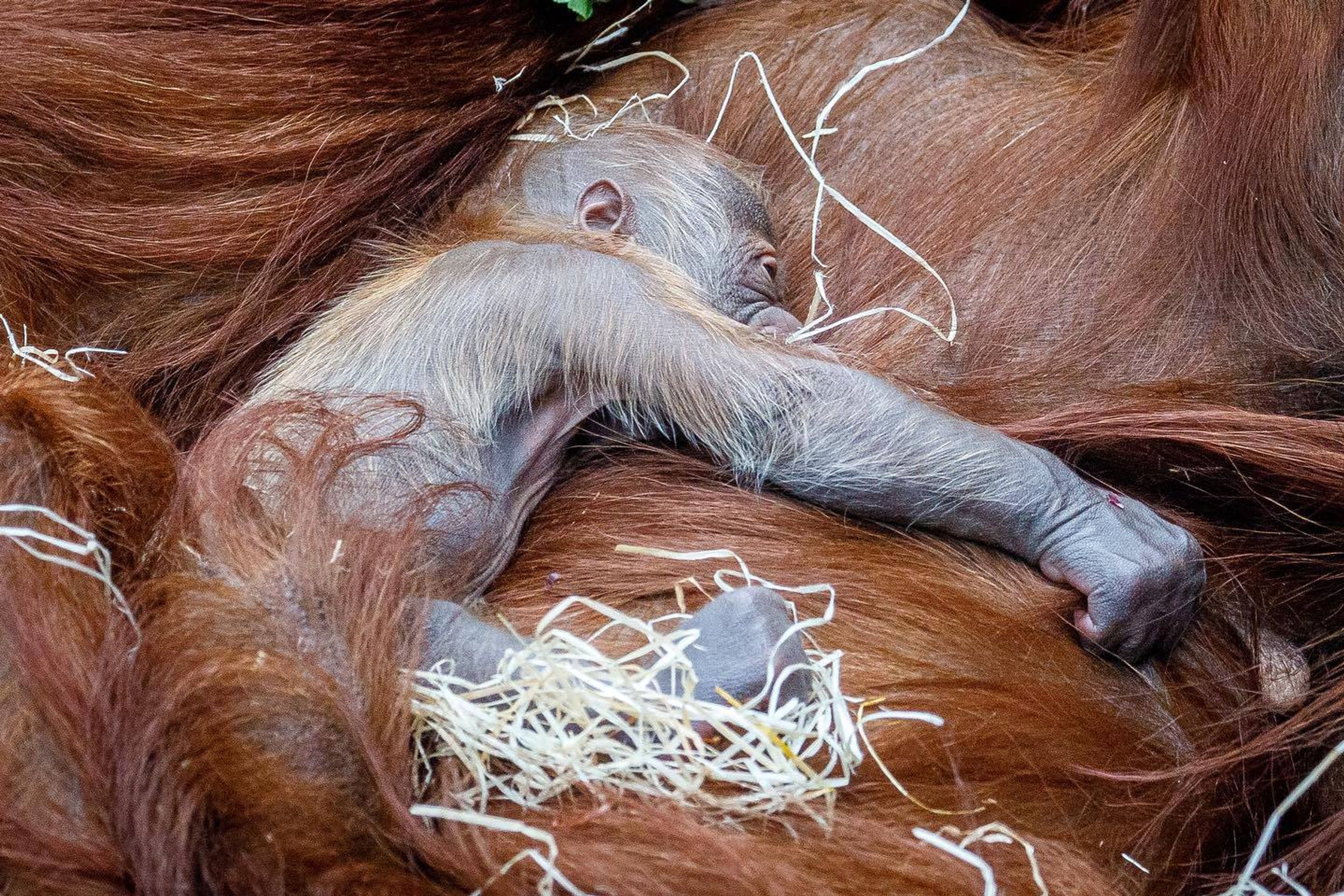 V pražské zoo se narodilo orangutaní mládě - 2 - GALERIE: V pražské zoo se narodilo orangutaní mládě (5/6)
