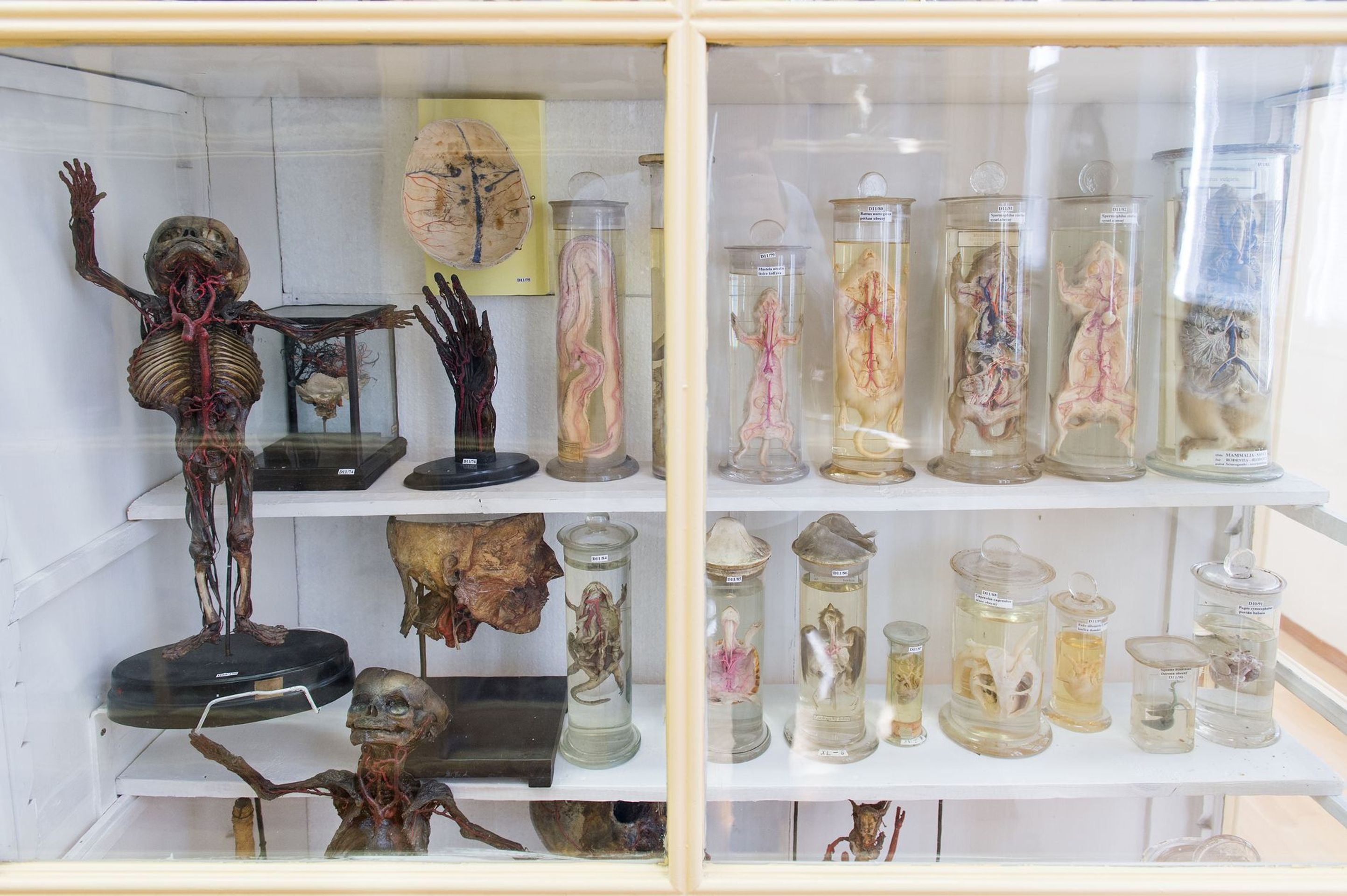 Muzeum normální a srovnávací anatomie - 21 - GALERIE: Muzeum normální a srovnávací anatomie (3/21)