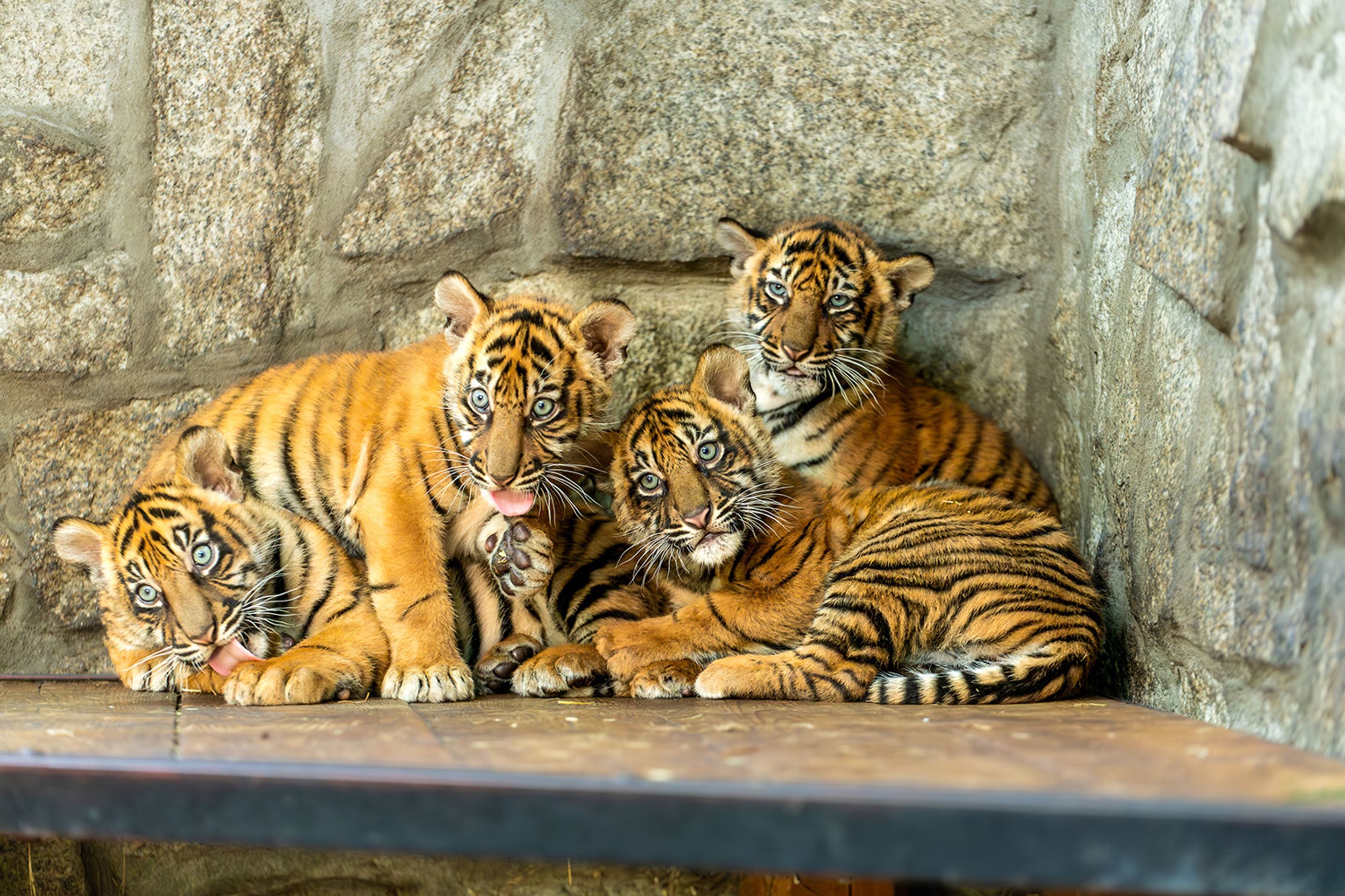 Tygři sumaterští ve vratislavské zoo (6) - Tygři sumaterští ve vratislavské zoo (16/16)