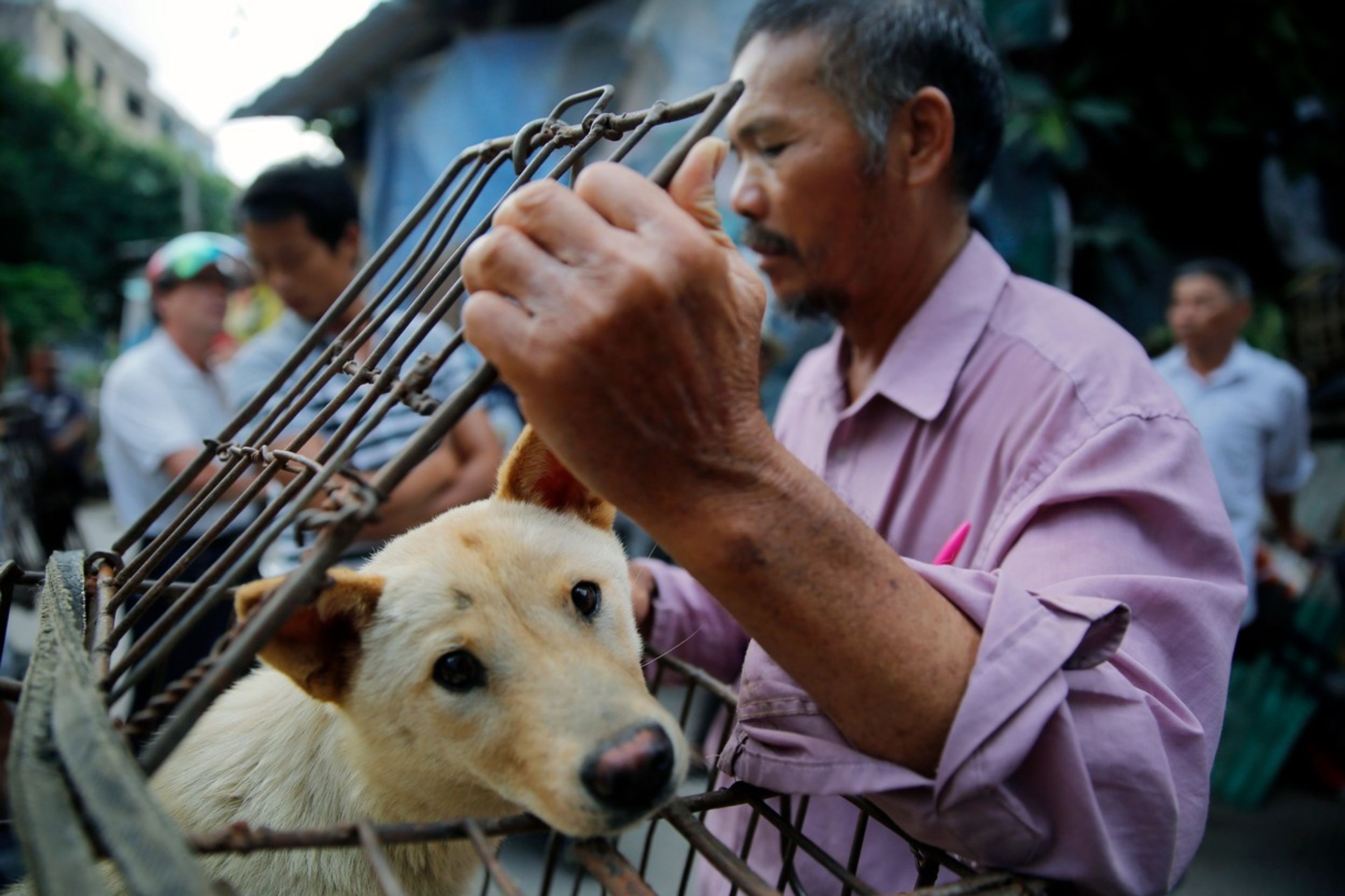Festival psího masa v Jü-linu 2016 - 3 - GALERIE: Festival psího masa v Yulinu 2016 (3/6)