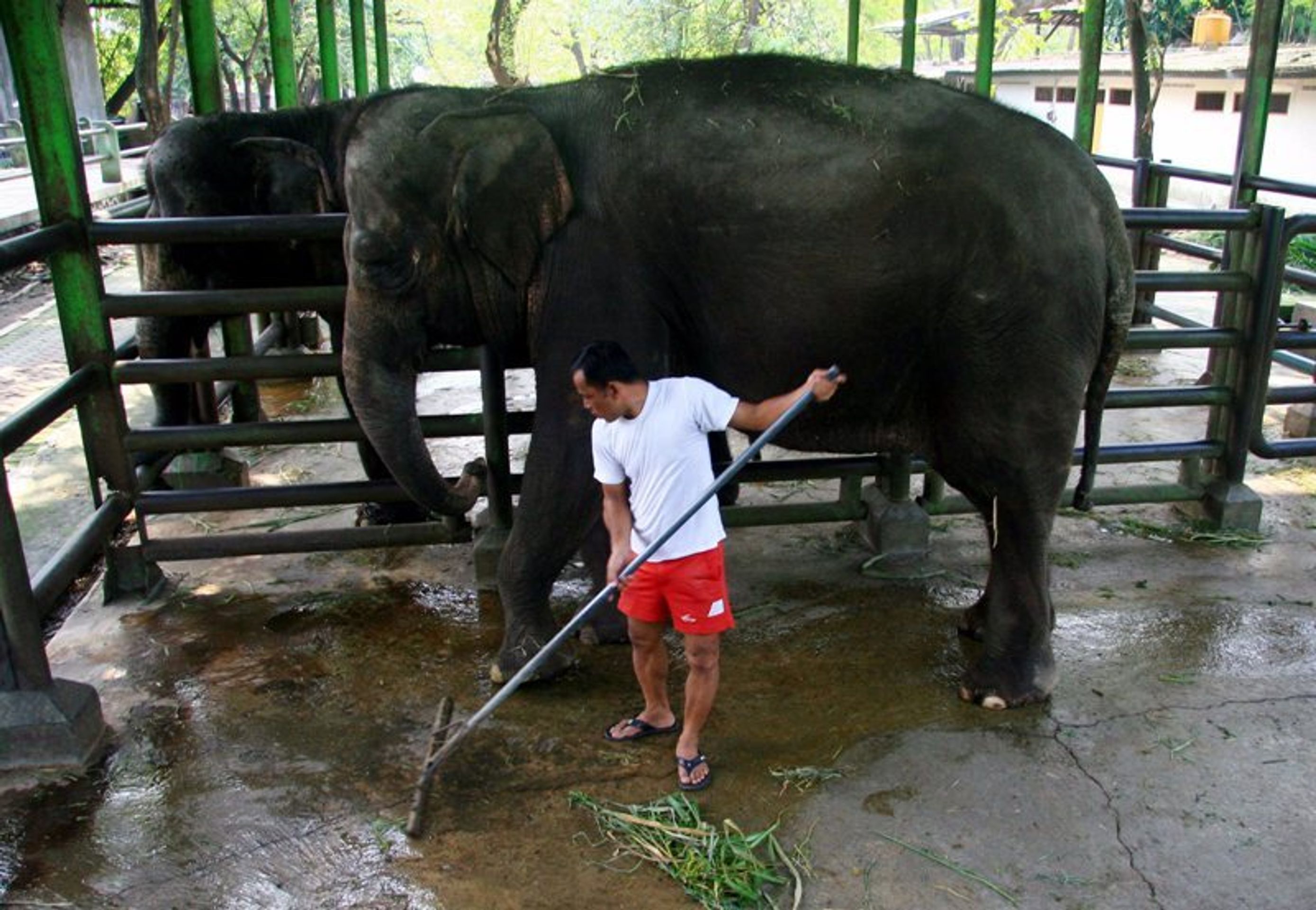 Nejhorší zoo na světě v indonéské Surabaye - 3 - GALERIE: Nejhorší zoologická zahrada na světě (7/9)