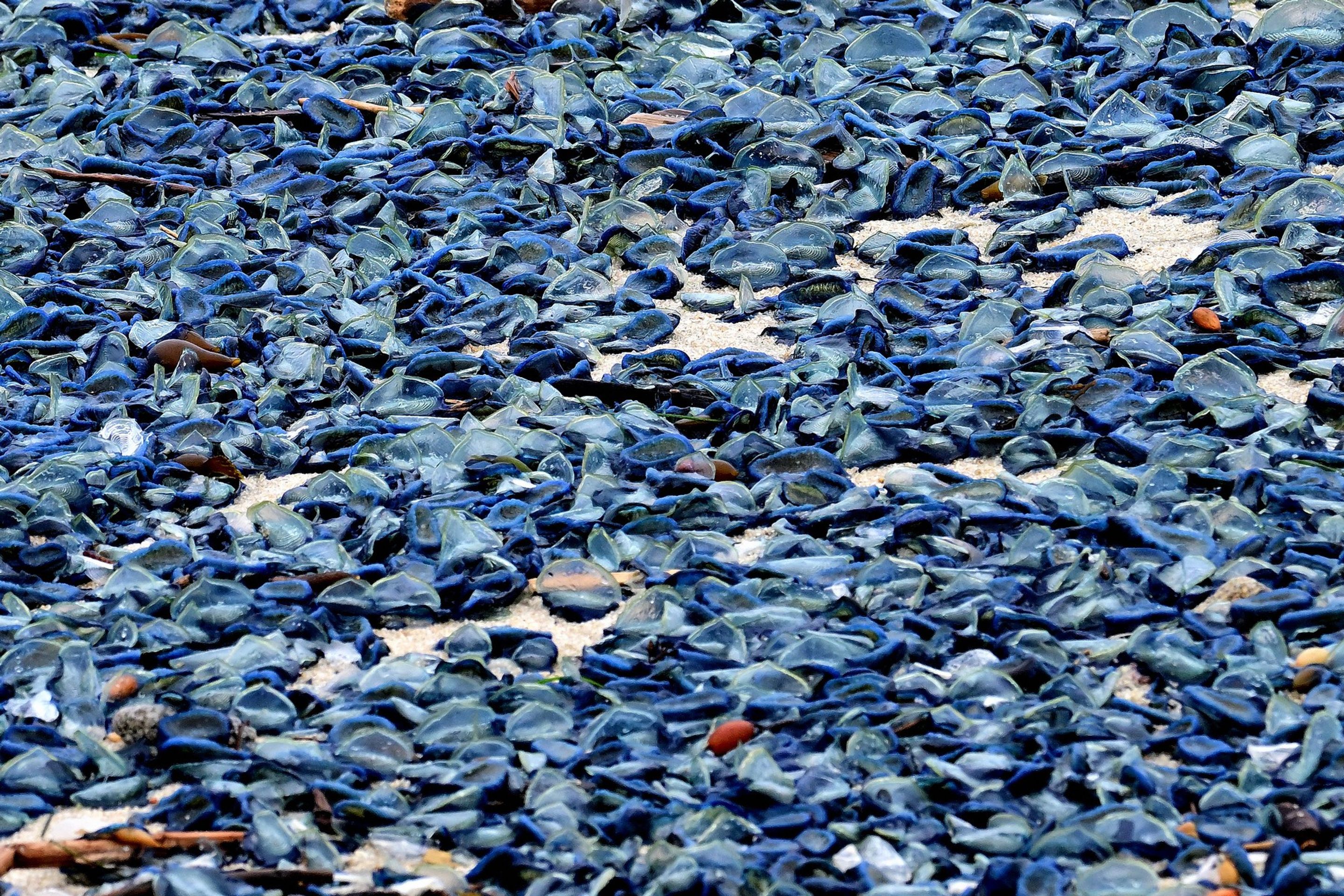 Modrý žahavec Velella velella (3) - Modrý žahavec Velella velella (2/3)