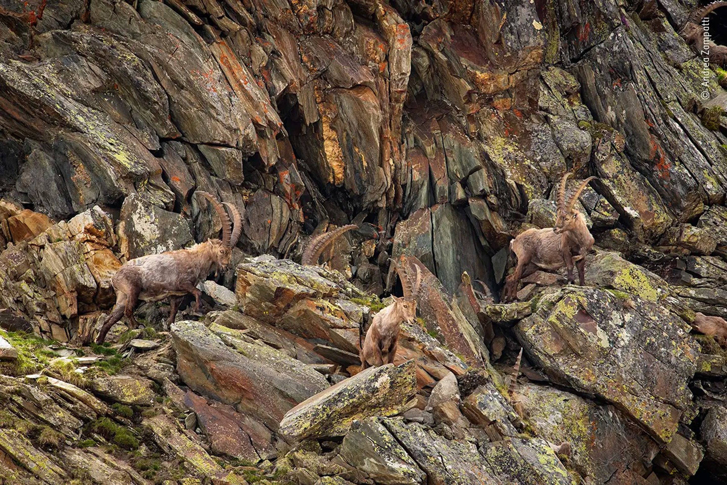 Wildlife Photographer of the Year - Andrea Zampatti - GALERIE: Wildlife Photographer of the Year (1/10)