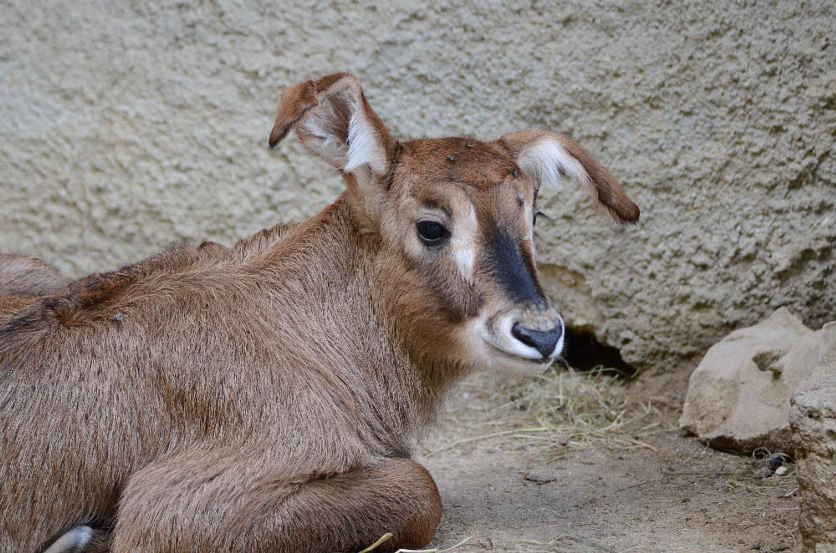 Mláďata v ZOO Liberec - 2 - GALERIE: Mláďata v ZOO Liberec (1/4)