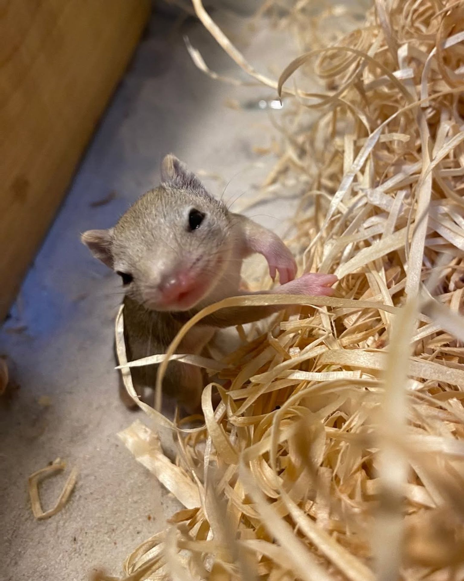 Mláďata vakorejska čtyřprstého - Mláďata vakorejska čtyřprstého (4/4)