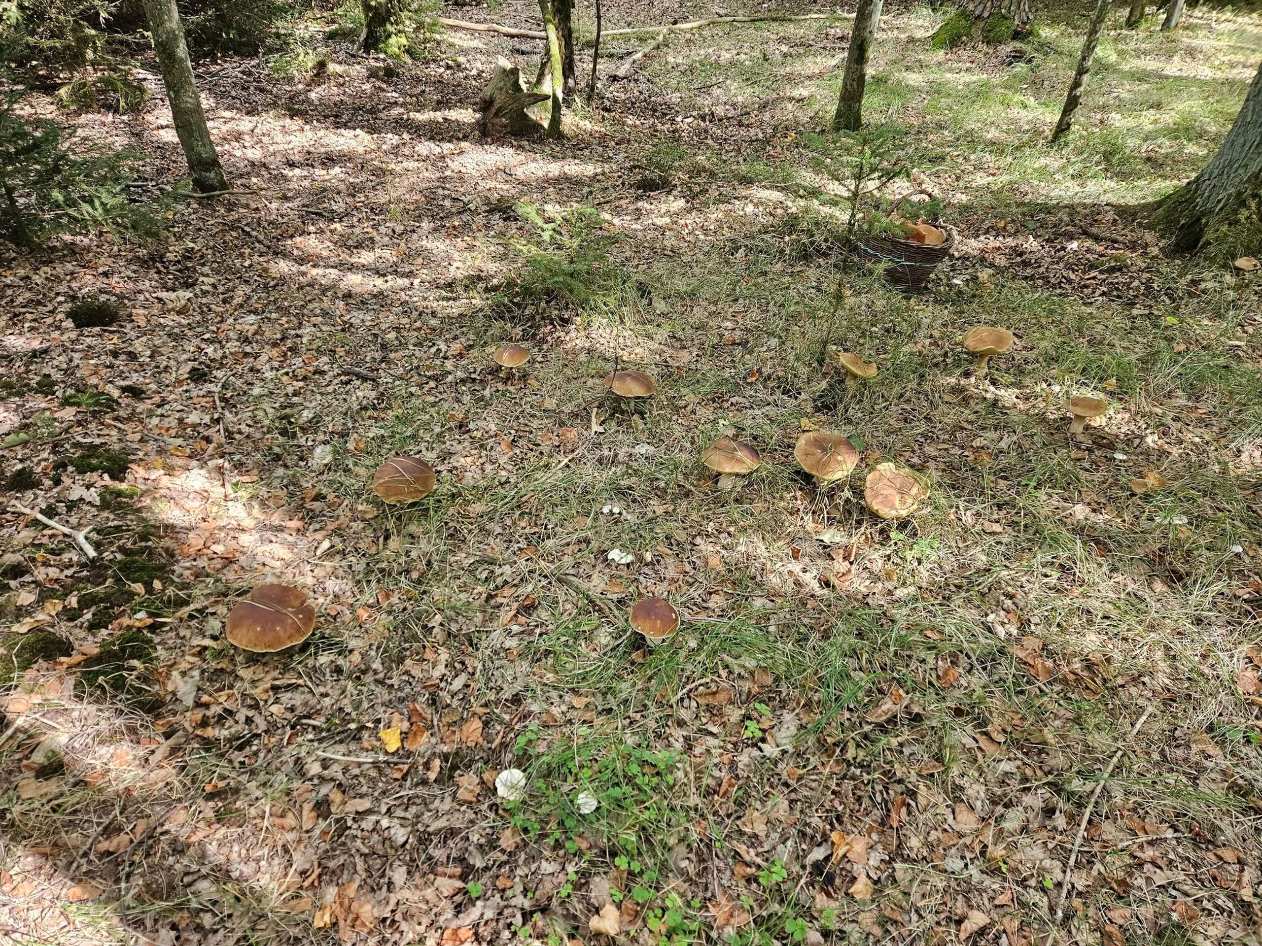 Hřibová nadílka na Karlovarsku - Invaze hřibů na Karlovarsku (6/6)