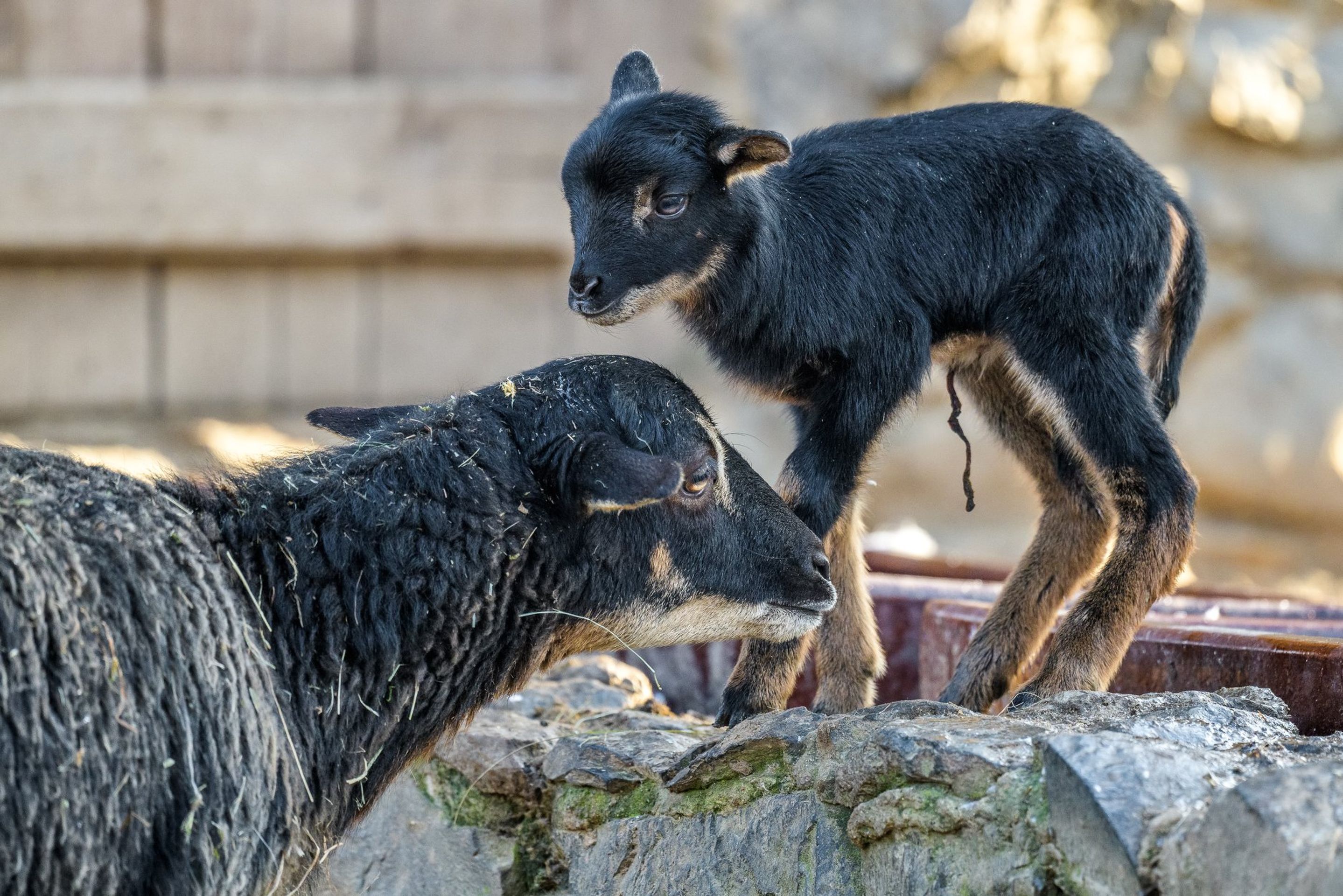 Mládě berana v Zoo Praha - 1 - GALERIE: Mláďata roku 2020 (5/9)