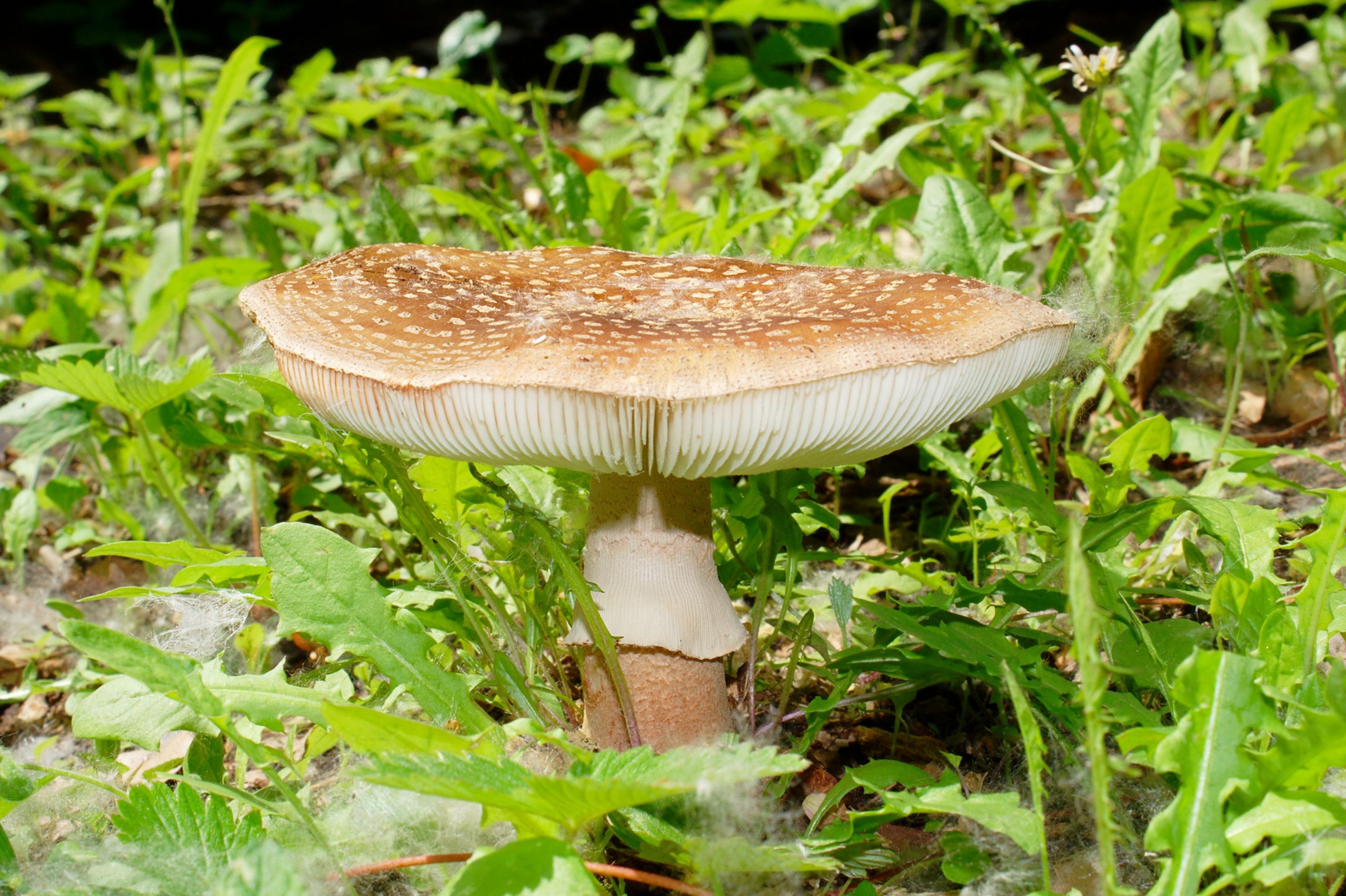 Muchomůrka růžovka - Letní houbařská sezona (1/7)