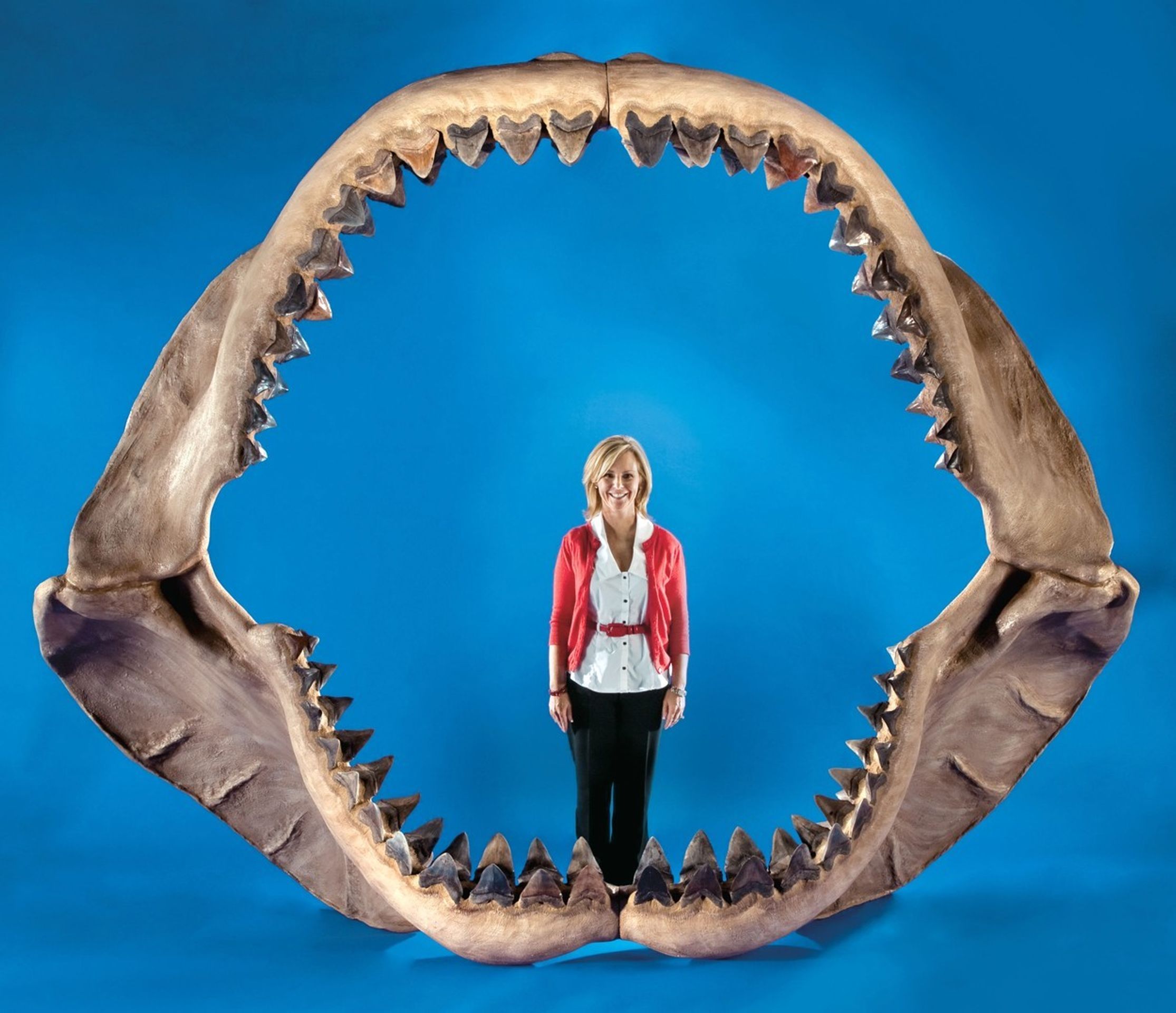 Megalodon - 3 - GALERIE: Megalodon (2/4)