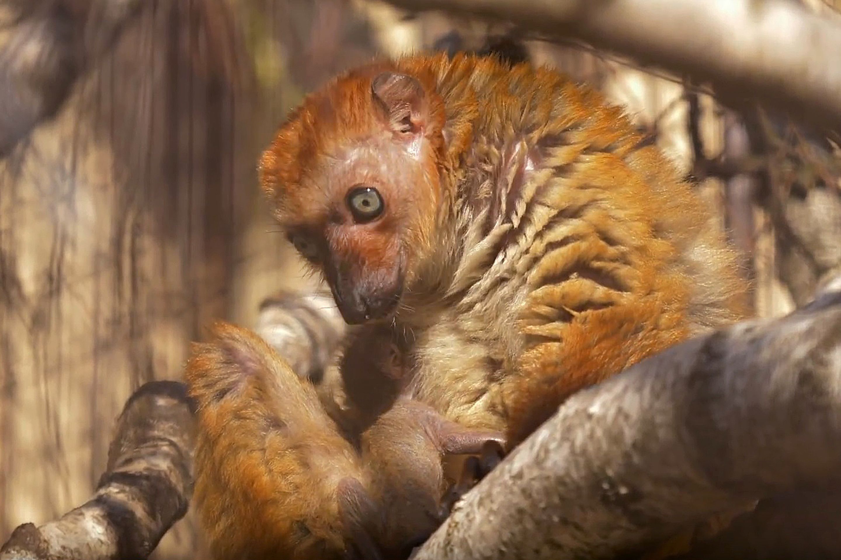 Lemur Sclaterův - 2 - GALERIE: Lemur Sclaterův (4/4)