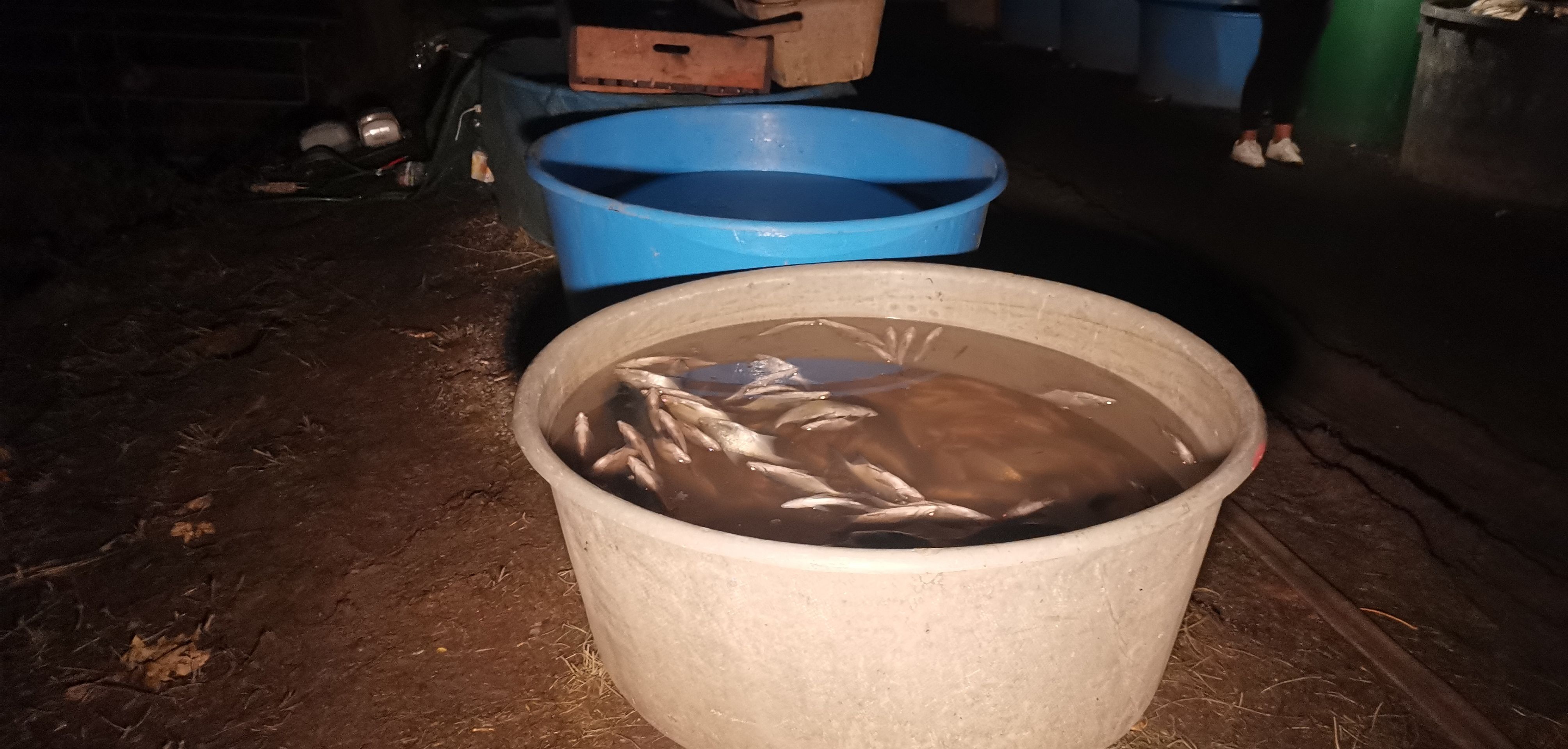 Po výlovu rybníka zůstaly v kádích stovky mrtvých ryb - Mrtvé ryby z rybníku ve Šlapanicích (5/10)
