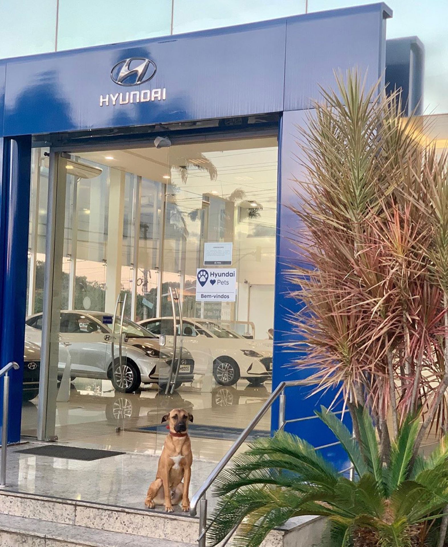 Toulavý pes zaměstnancem autosalonu - 35 - Fotogalerie: Toulavý pes se stal zaměstnancem autosalonu (2/18)