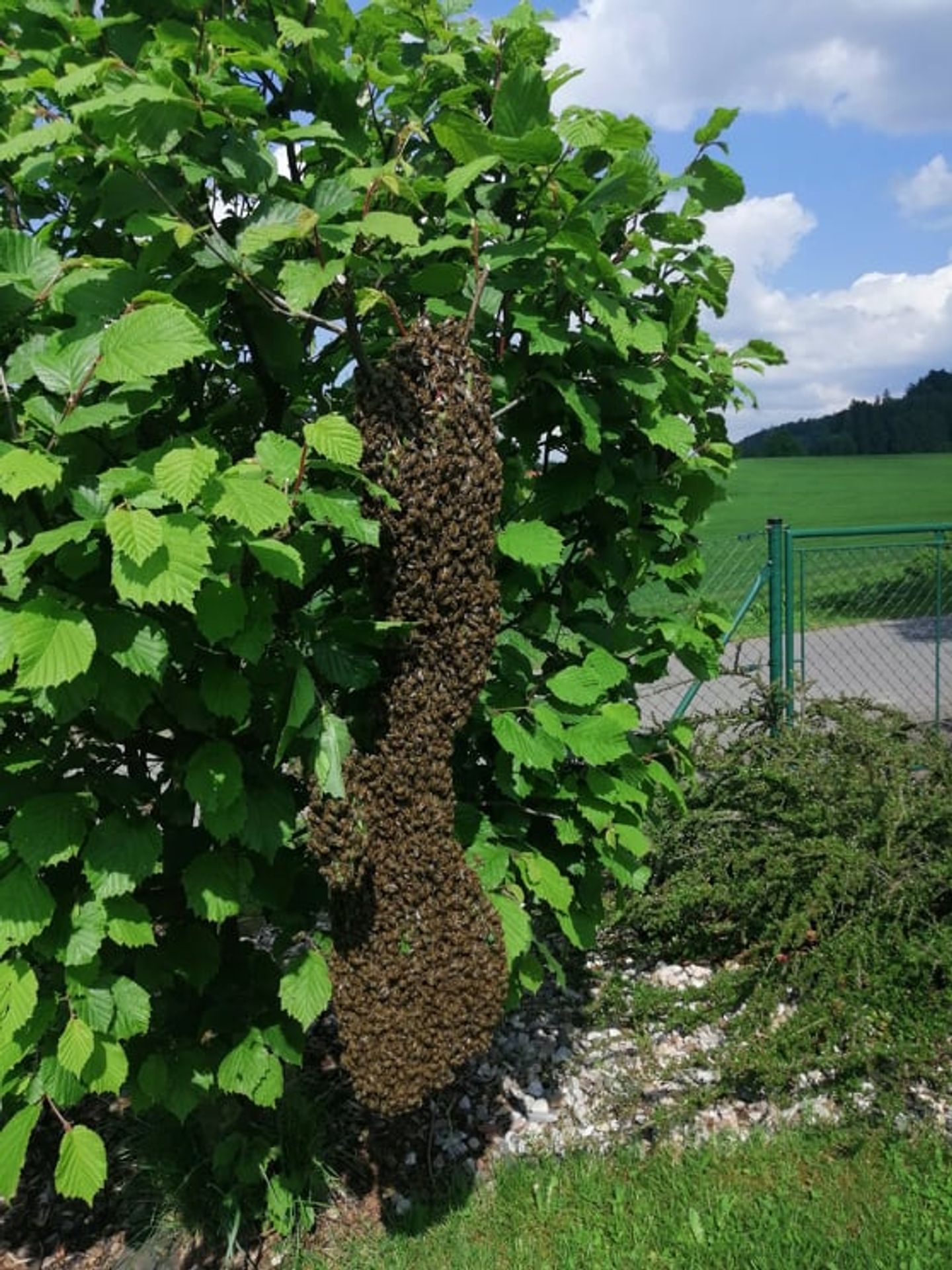 Roj včel na zahradě (2) - Roj včel na zahradě (2/5)