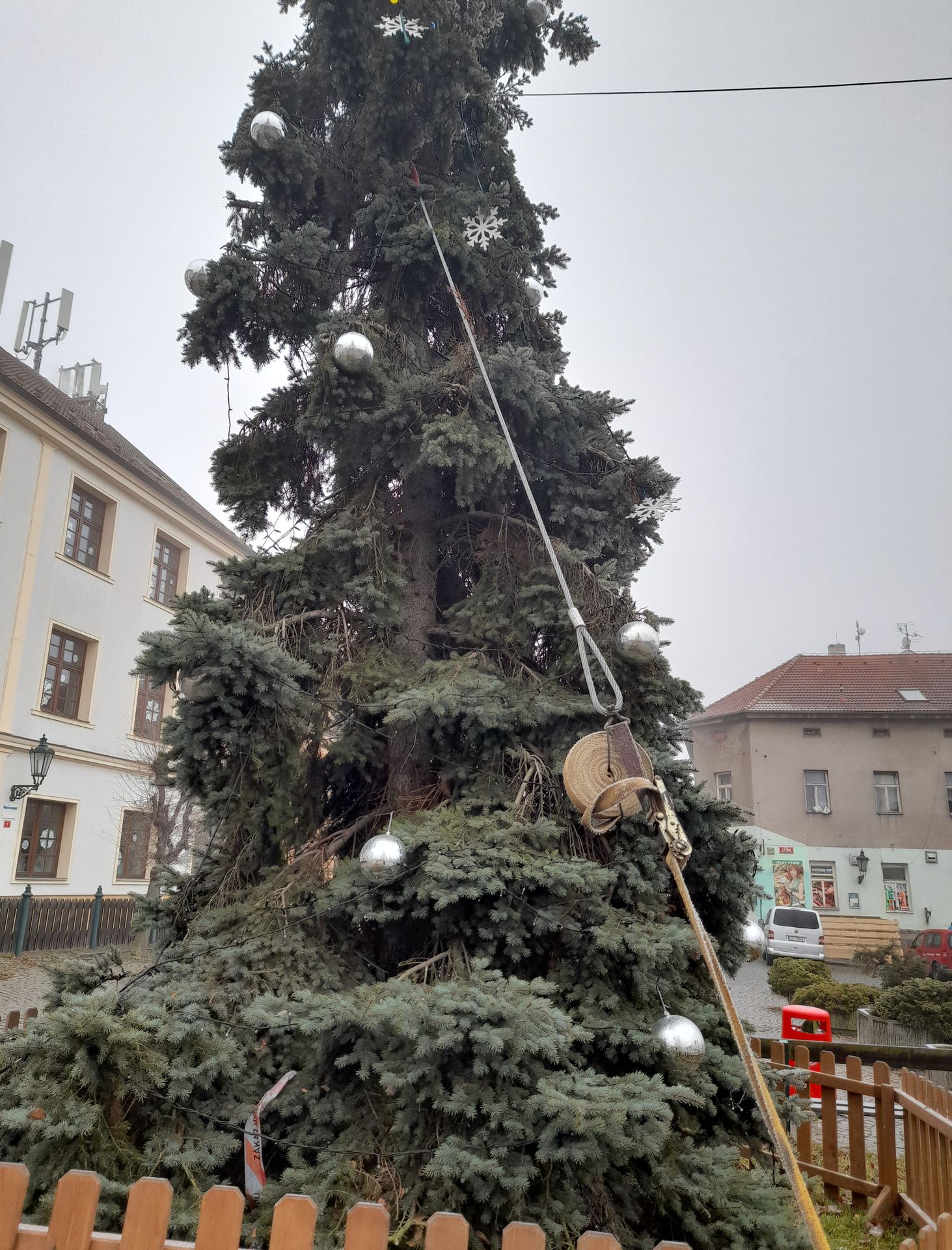 KŘIVÝ VÁNOČNÍ STROM - 2 - GALERIE: KŘIVÝ VÁNOČNÍ STROM (2/4)