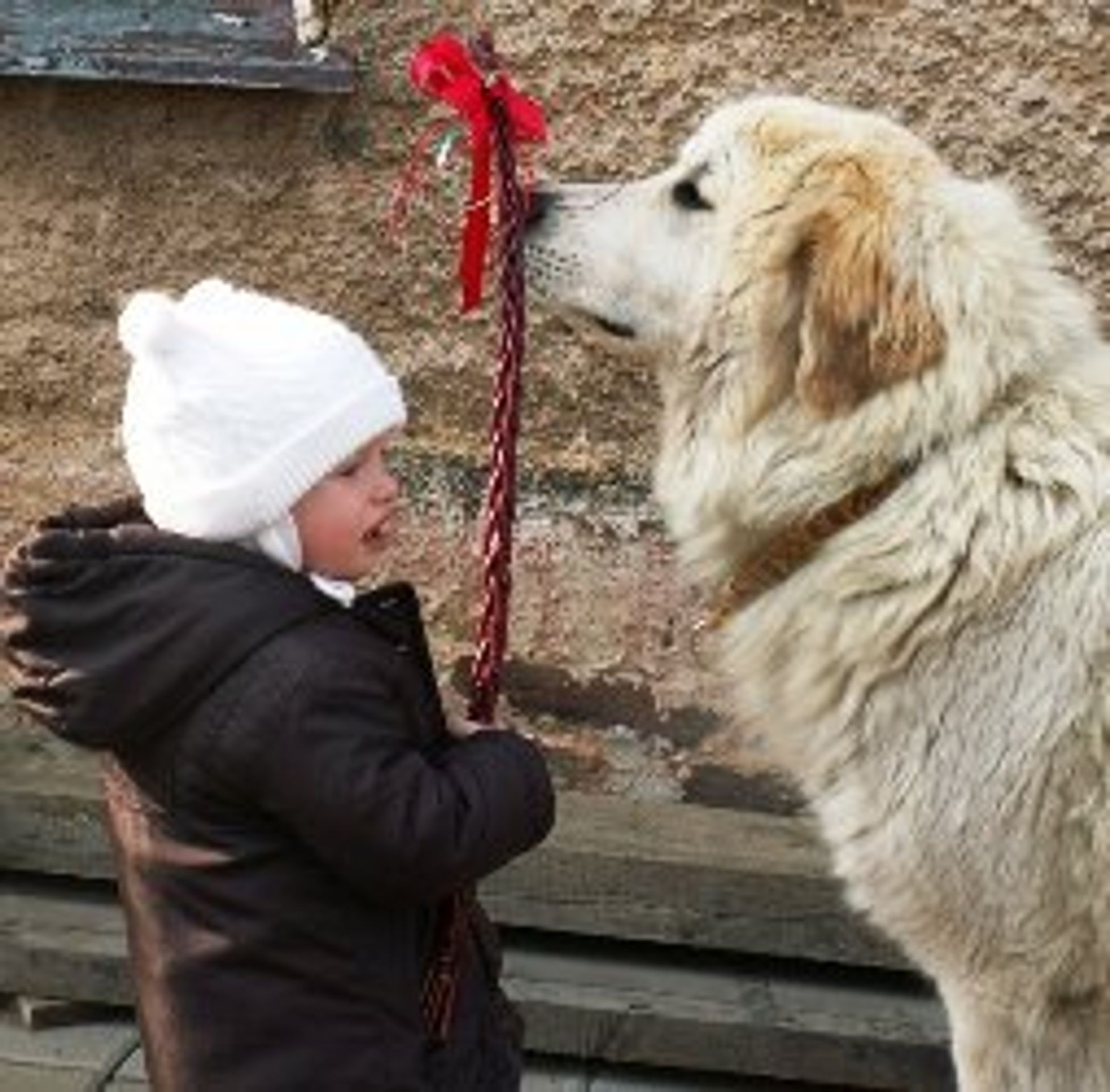 psi soutež - 9 - GALERIE: Nejkrásnější pinčové a knírači a molossoidní psi (9/10)