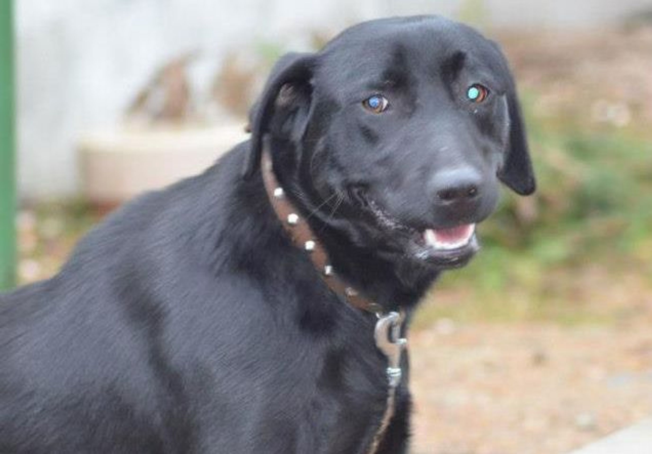 Útulek Horní Hraničná Cheb - Silva, fena, kříženec labradora, asi 10 měsíců - GALERIE: Pejsci z útulků I. (10/18)