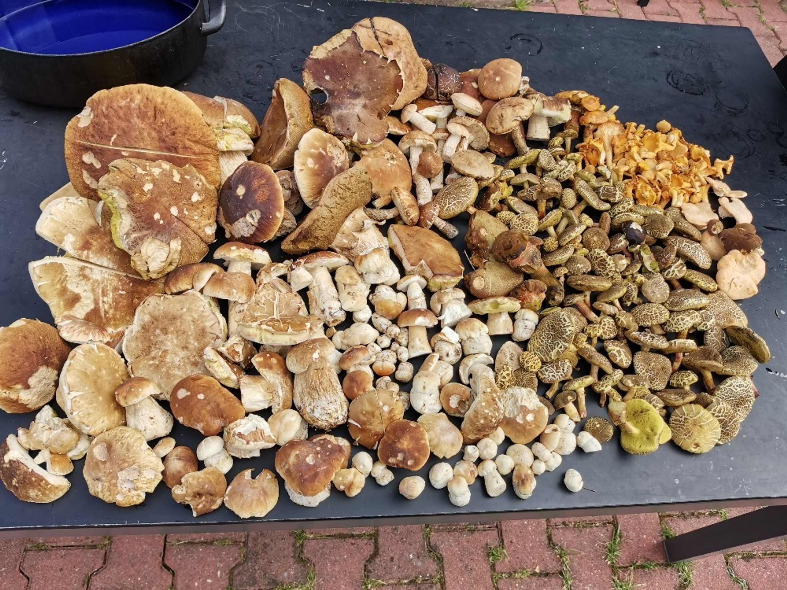 Houbaři se pochlubili svými úlovky z lesa - 9 - GALERIE: Houbaři se pochlubili svými úlovky (2/22)