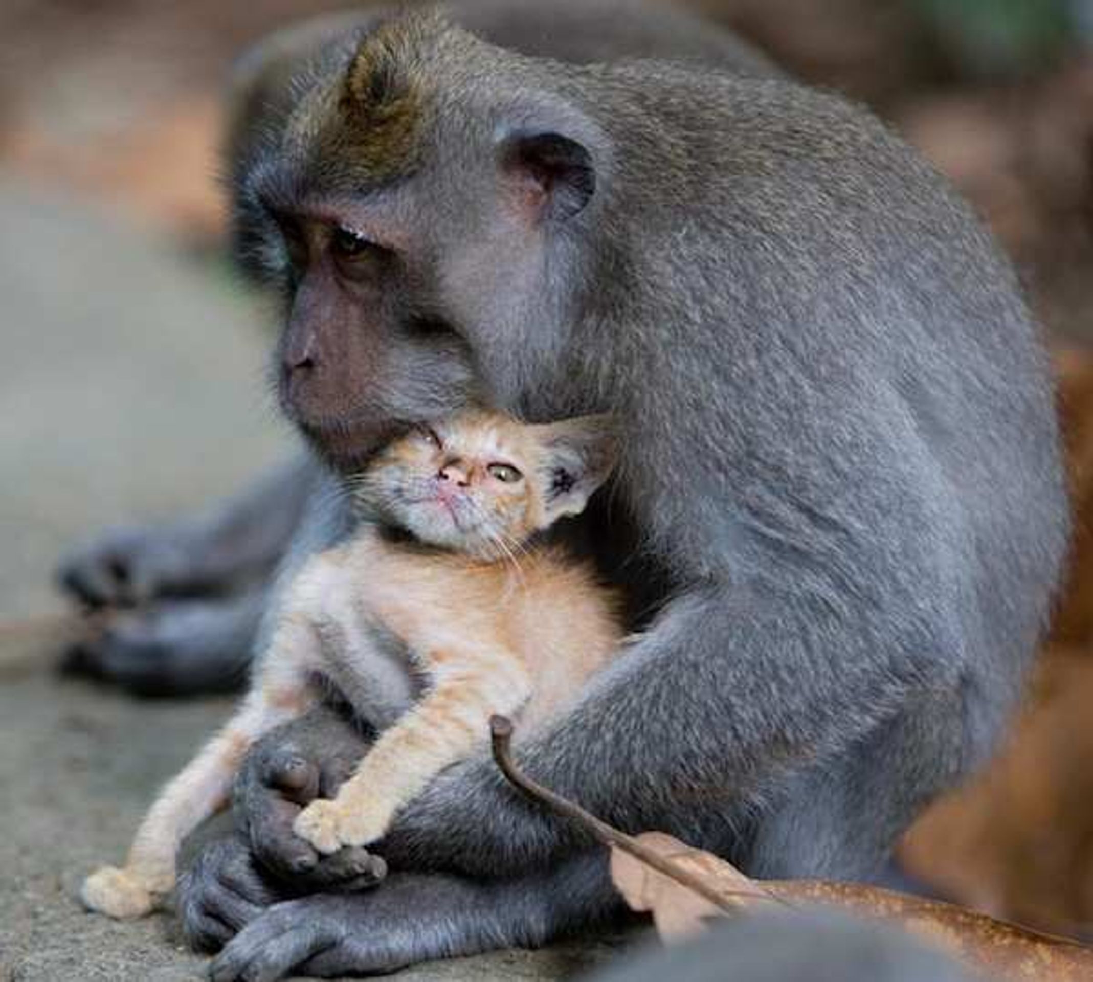 Opice adoptovala kotě - 4 - GALERIE: Opice adoptovala kotě (3/6)