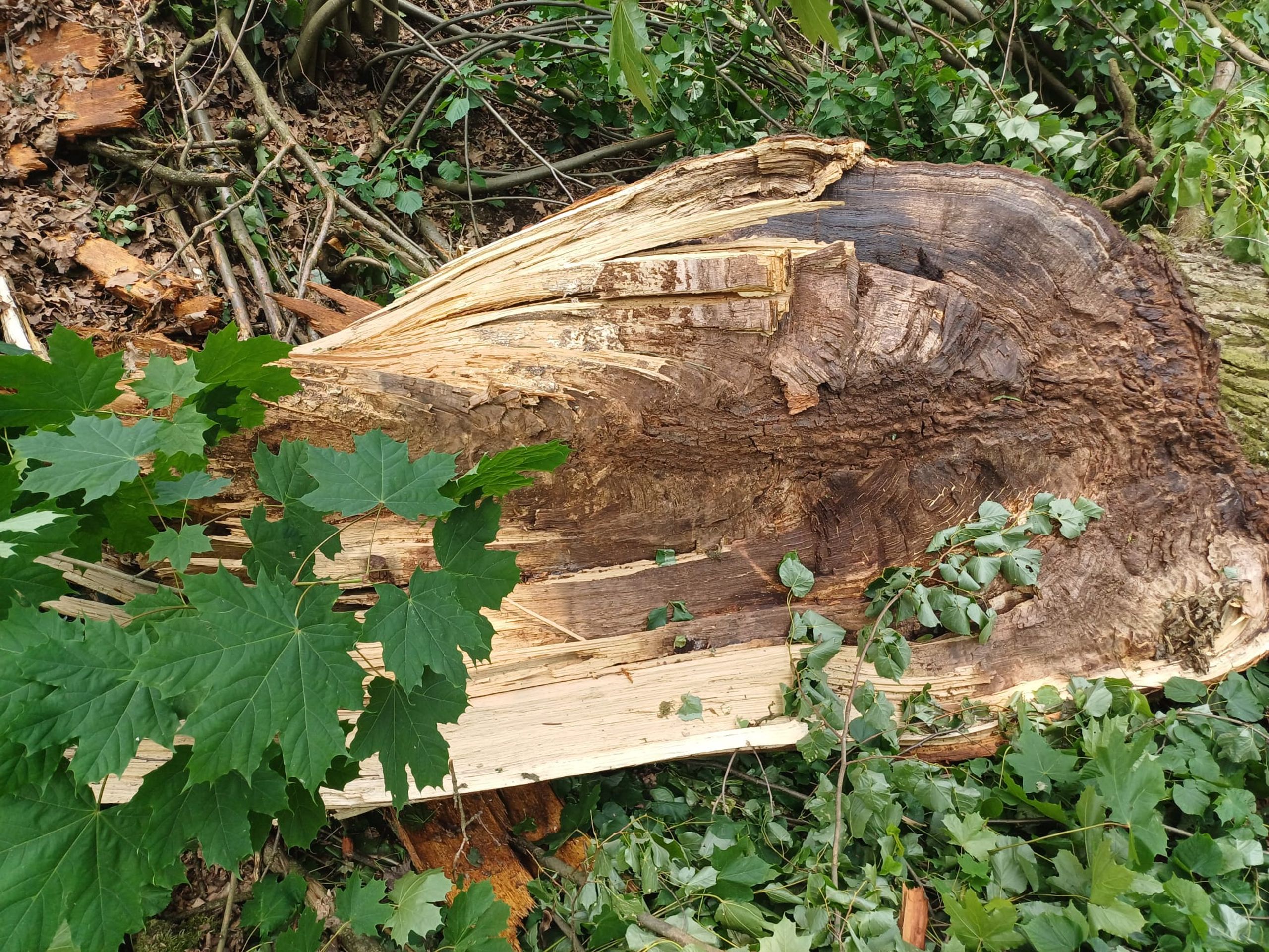 Sedlčany se vzpamatovávají z vichřice (2) - Sedlčany se vzpamatovávají z vichřice (14/38)