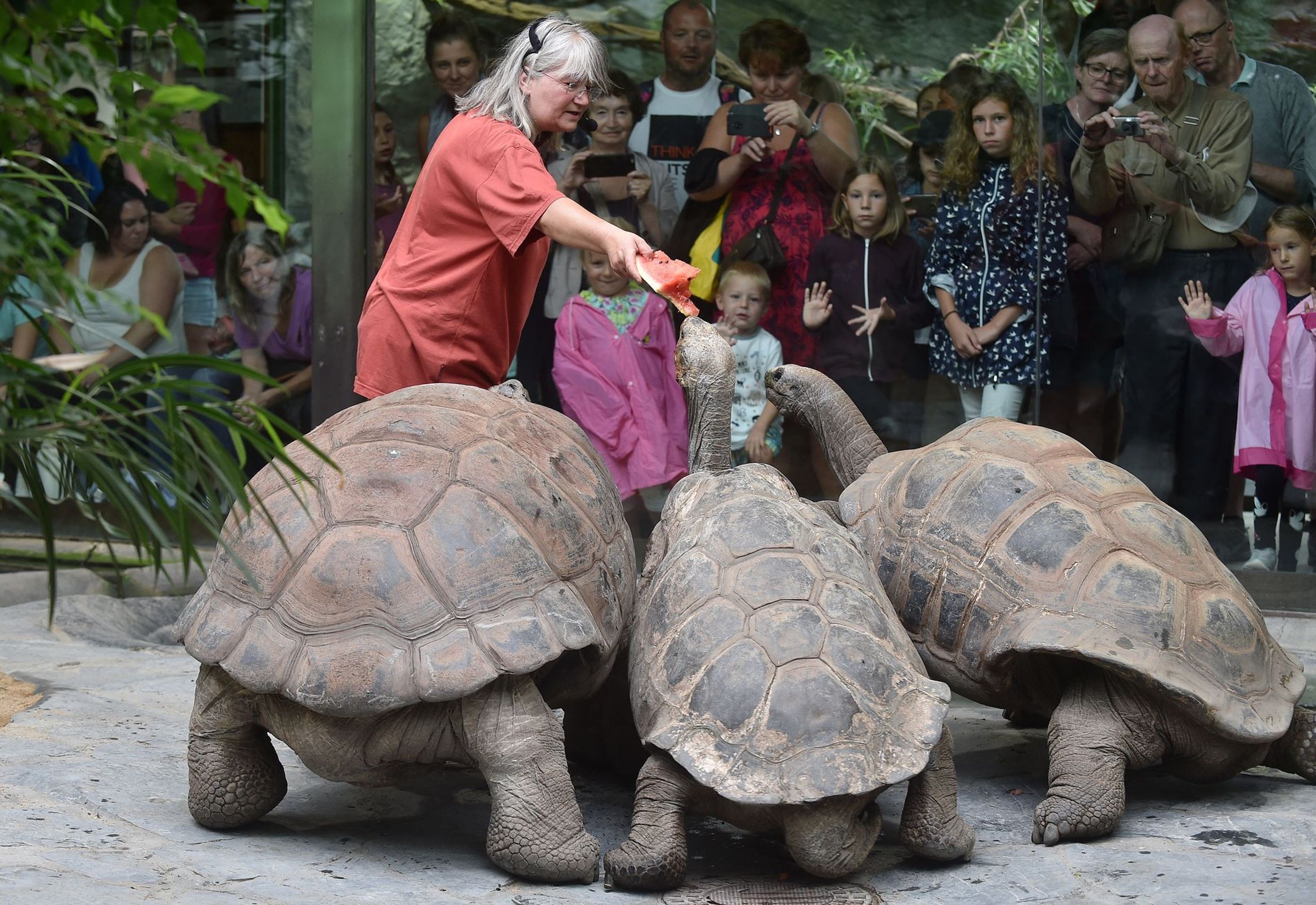 Krmení velkých želv v ZOO Praha - 6 - GALERIE: Krmení velkých želv v ZOO Praha (6/19)