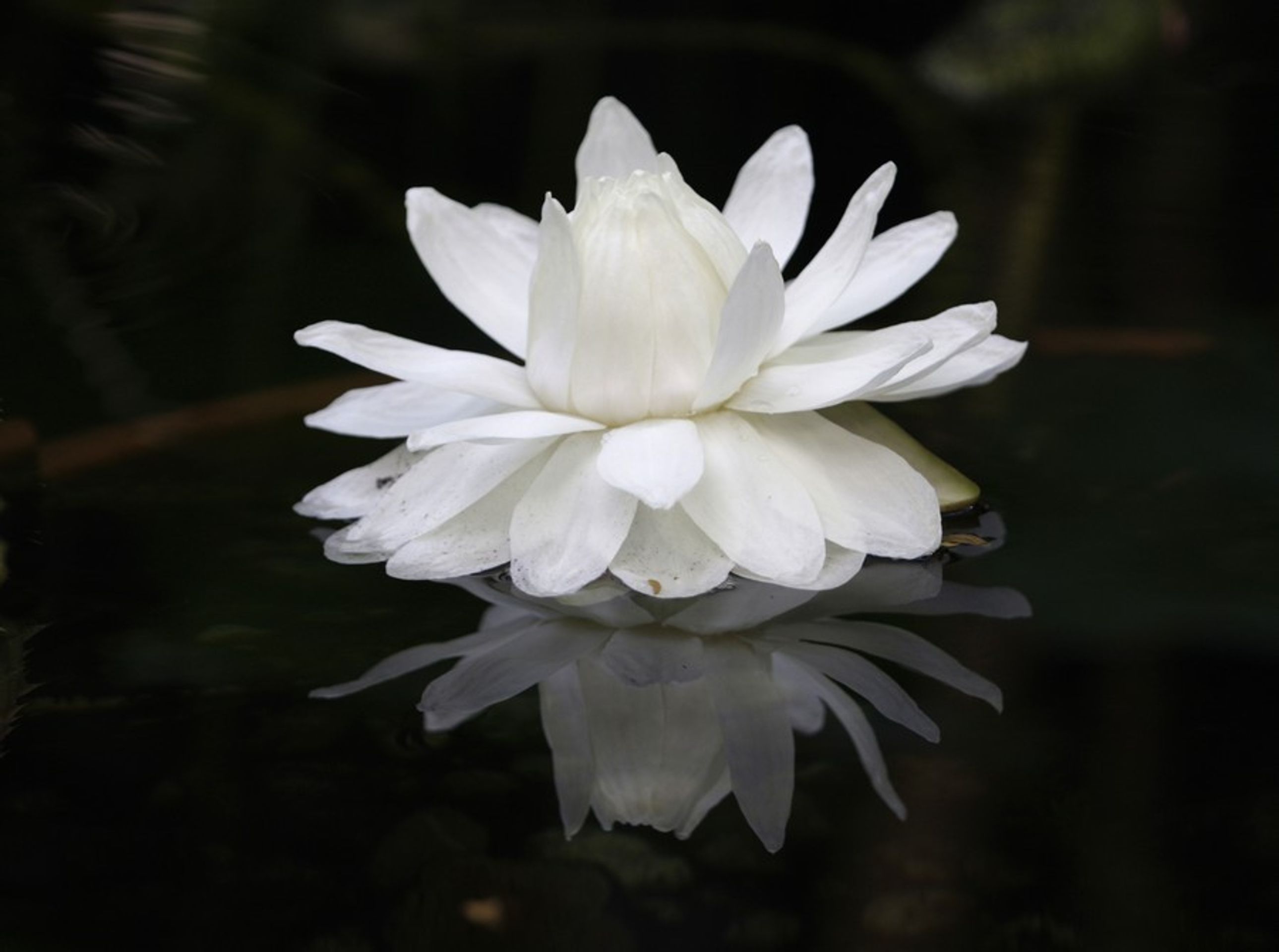 Botanická zahrada PF UK - GALERIE: Botanická zahrada PF UK galerie (6/6)