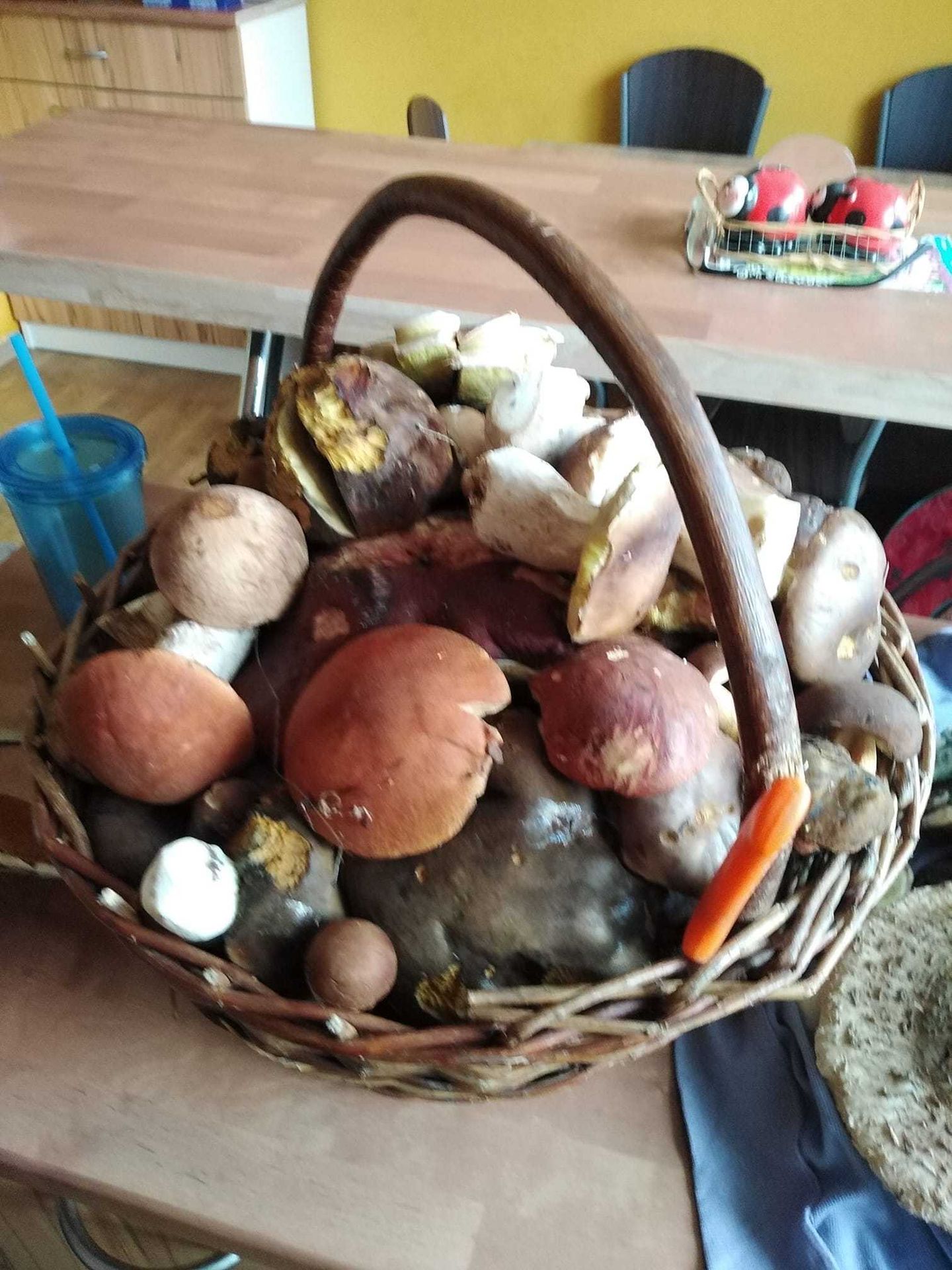 Čtenáři TN.cz se pochlubili fotkami hub - 7 - GALERIE: Čtenáři TN.cz se pochlubili fotografiemi hub (30/36)
