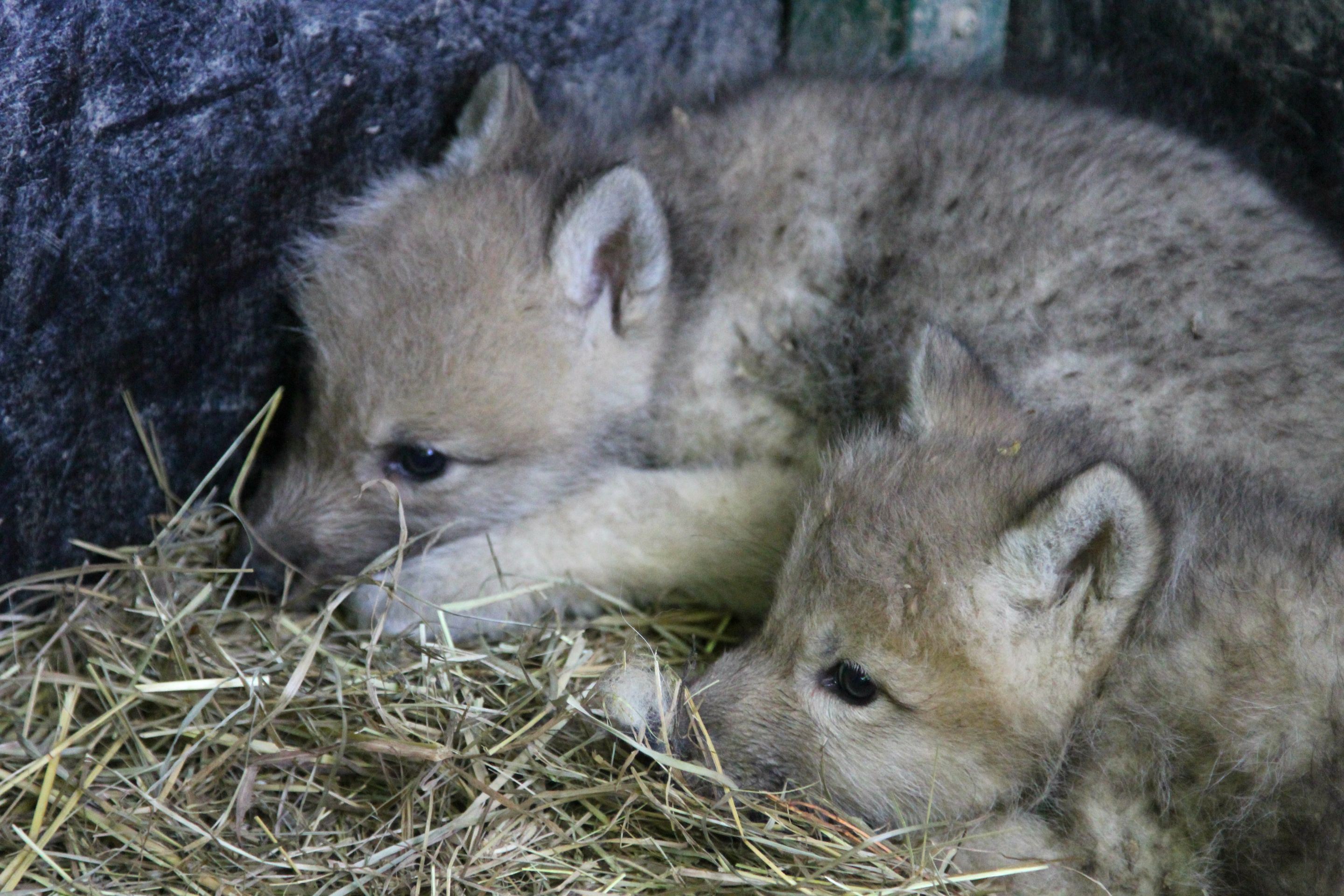 Paterčata vlků arktických v brněnské ZOO - 2 - GALERIE: Paterčata vlků arktických v brněnské ZOO (2/7)