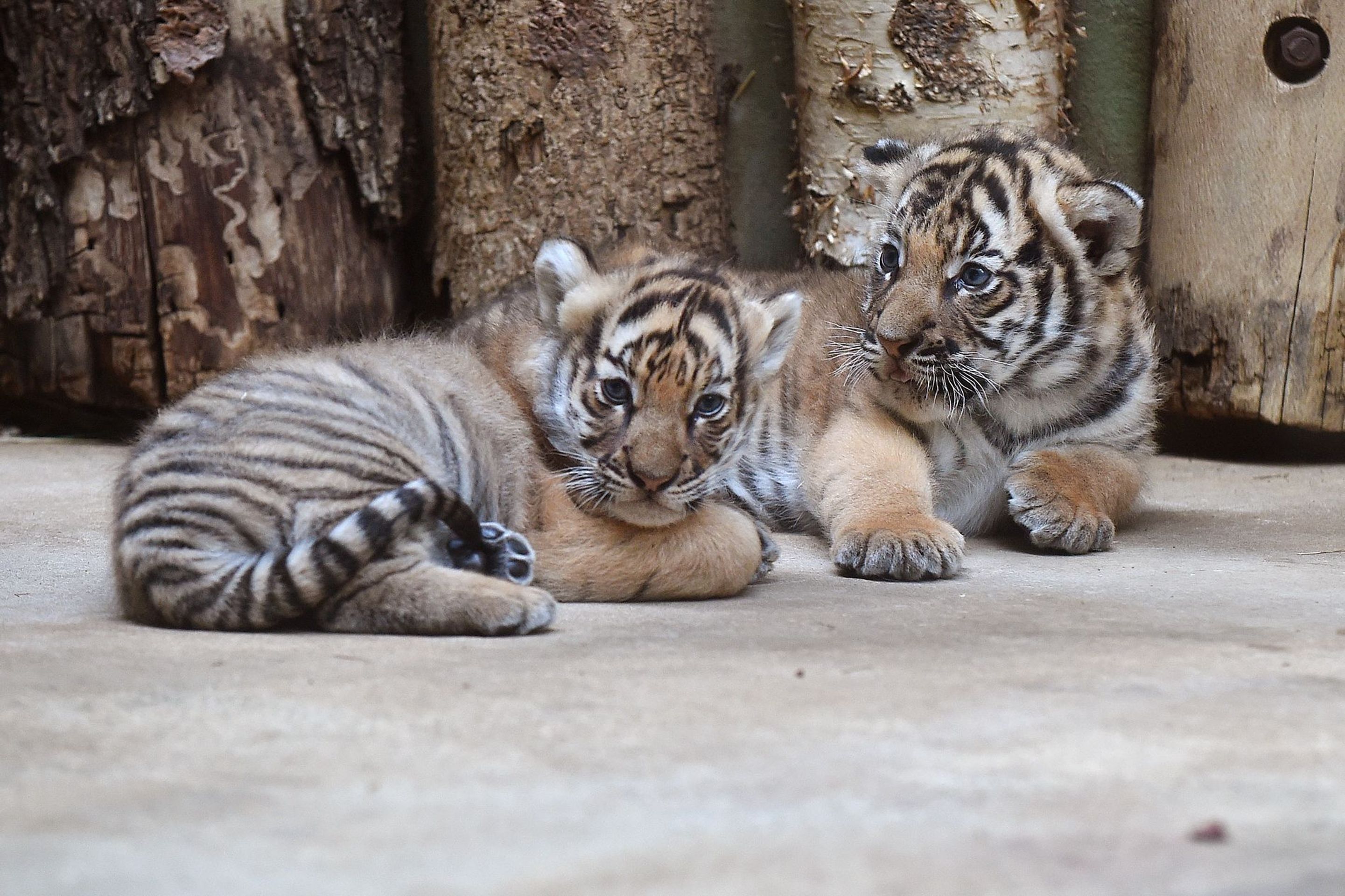 Mláďata tygra malajského v Zoo Praha - 15 - GALERIE: Mláďata tygra malajského v Zoo Praha (15/23)