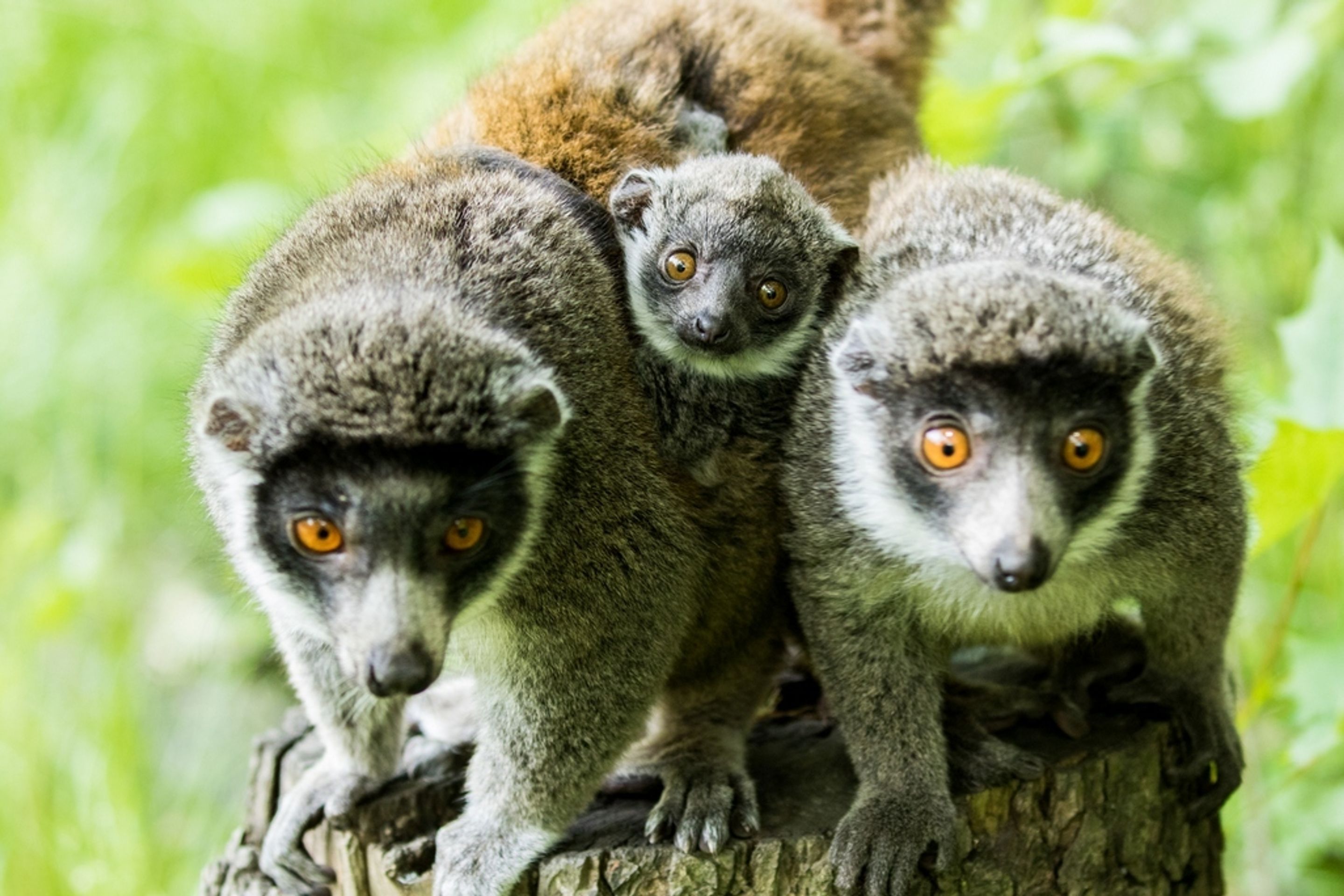 Mládě lemura mongoz - 3 - GALERIE: Mládě lemura mongoz (2/4)