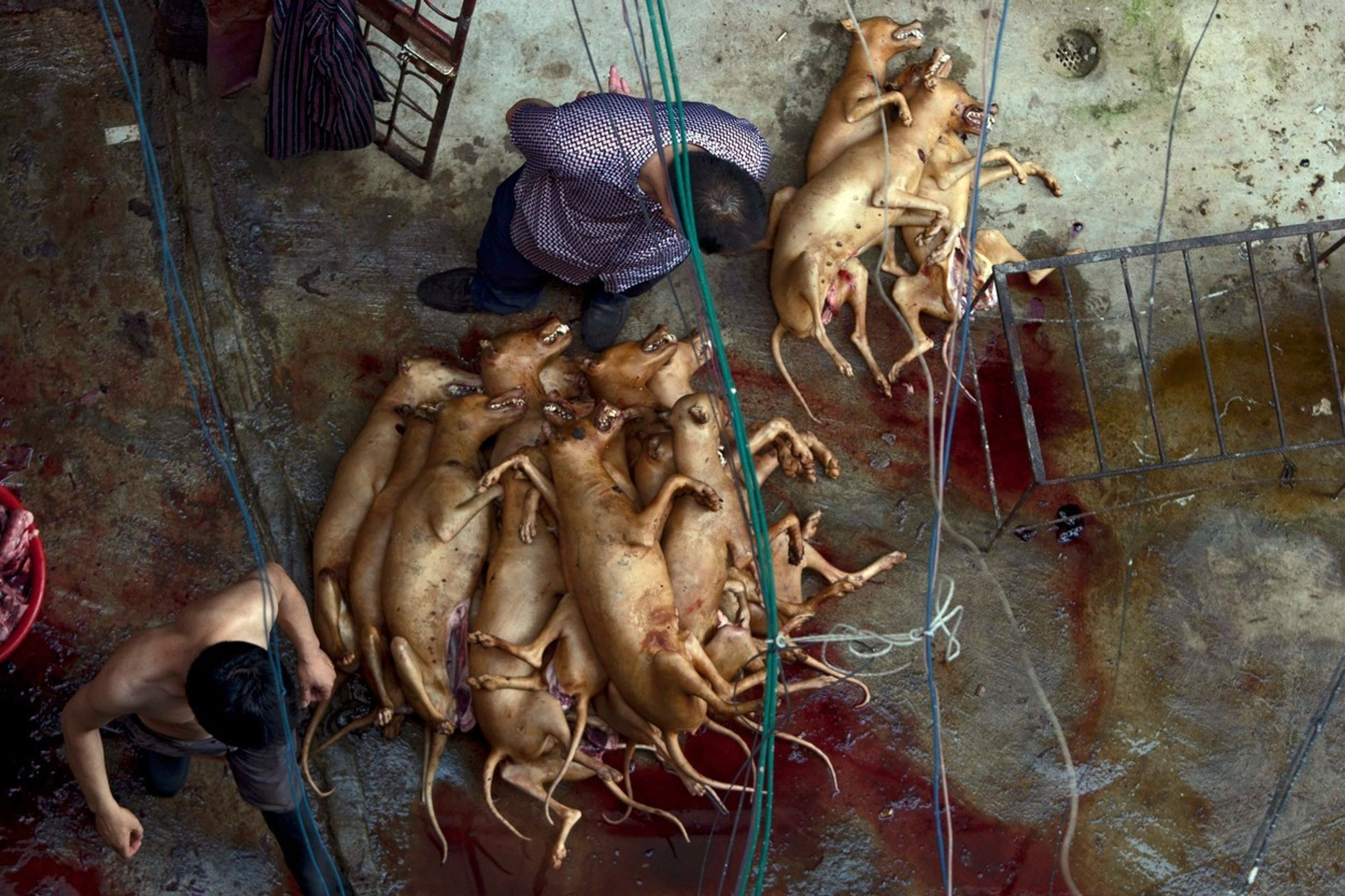 Pojídání psů na festivalu Yulin 2015 - 11 - GALERIE: Pojídání psů na festivalu Yulin 2015 (3/11)
