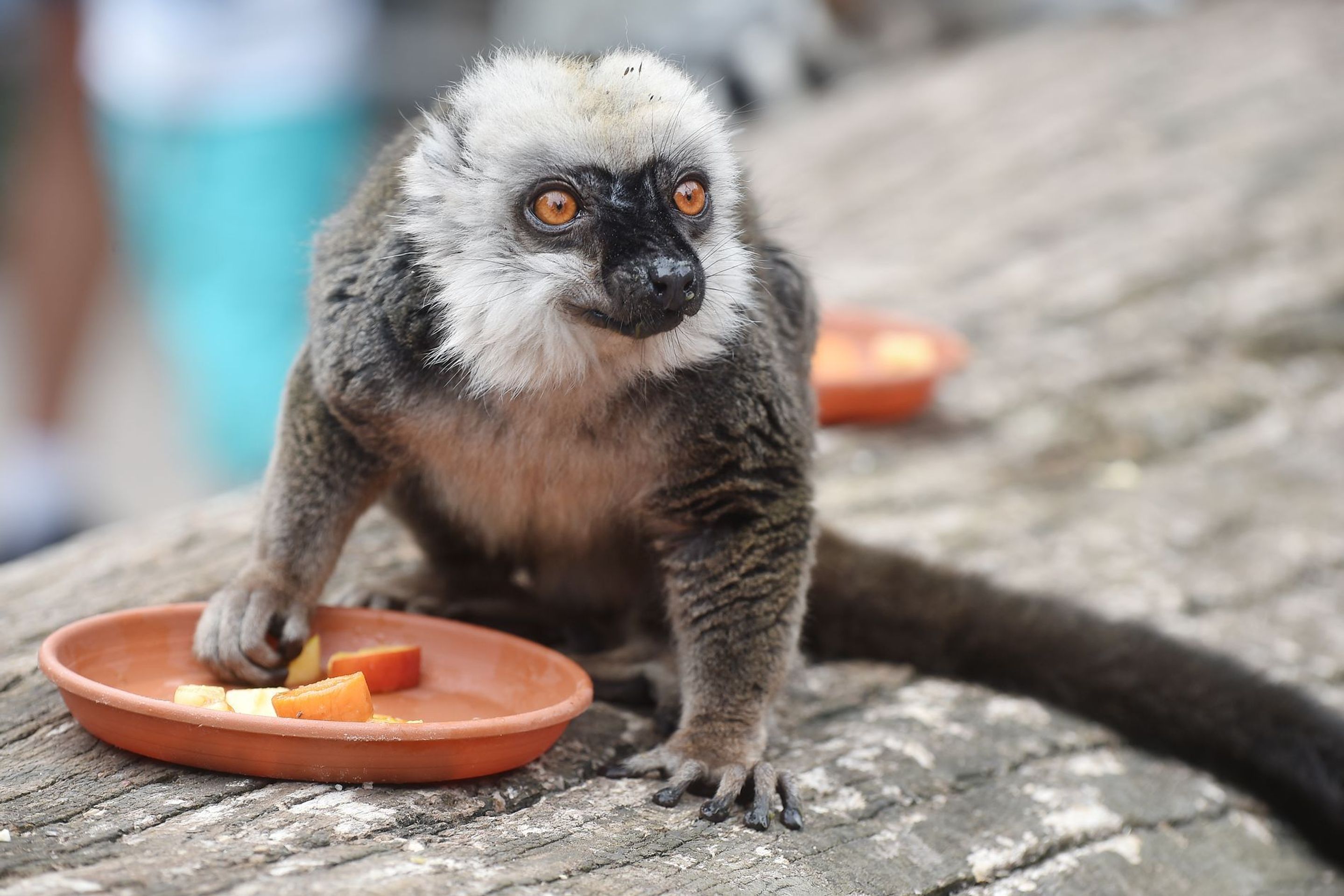 Krmení lemurů v ZOO Praha - 9 - GALERIE: Krmení lemurů v ZOO Praha (9/19)