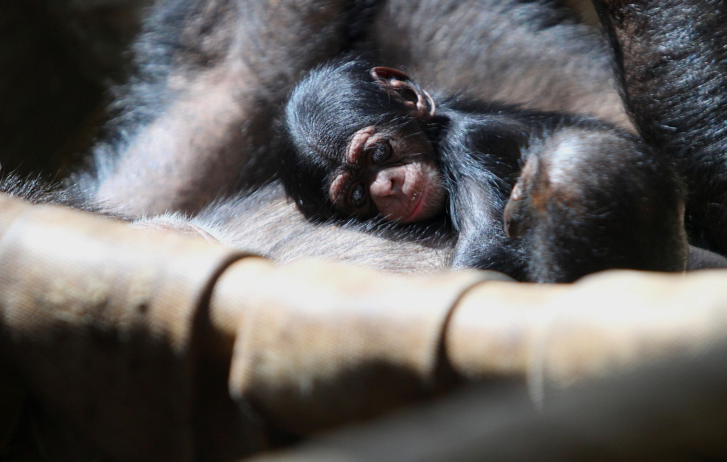 V zoo se narodilo mládě šimpanze (2) - V zoo se narodilo mládě šimpanze (3/3)