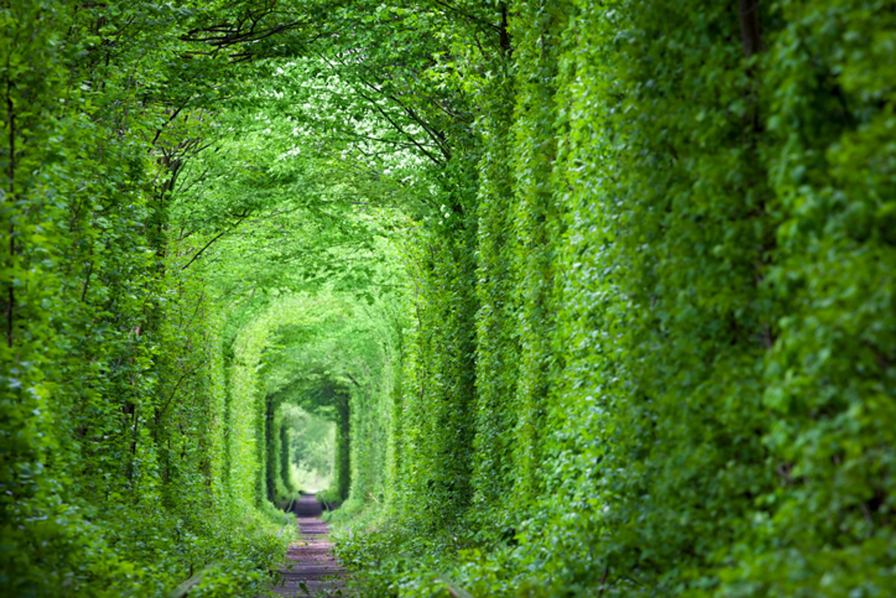 Nejkrásnější místa světa - Tunel lásky, Klevan, Ukrajina - GALERIE: Nejkrásnější místa světa (14/15)