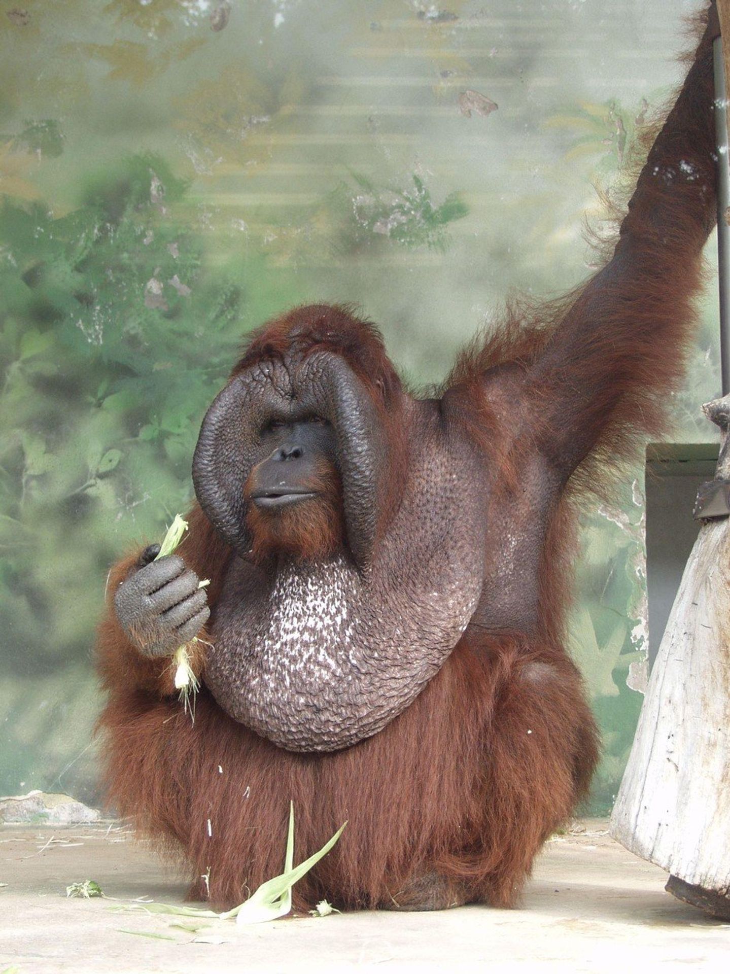 Orangutan Ňuňák - GALERIE: Orangutan Ňuňák (4/4)