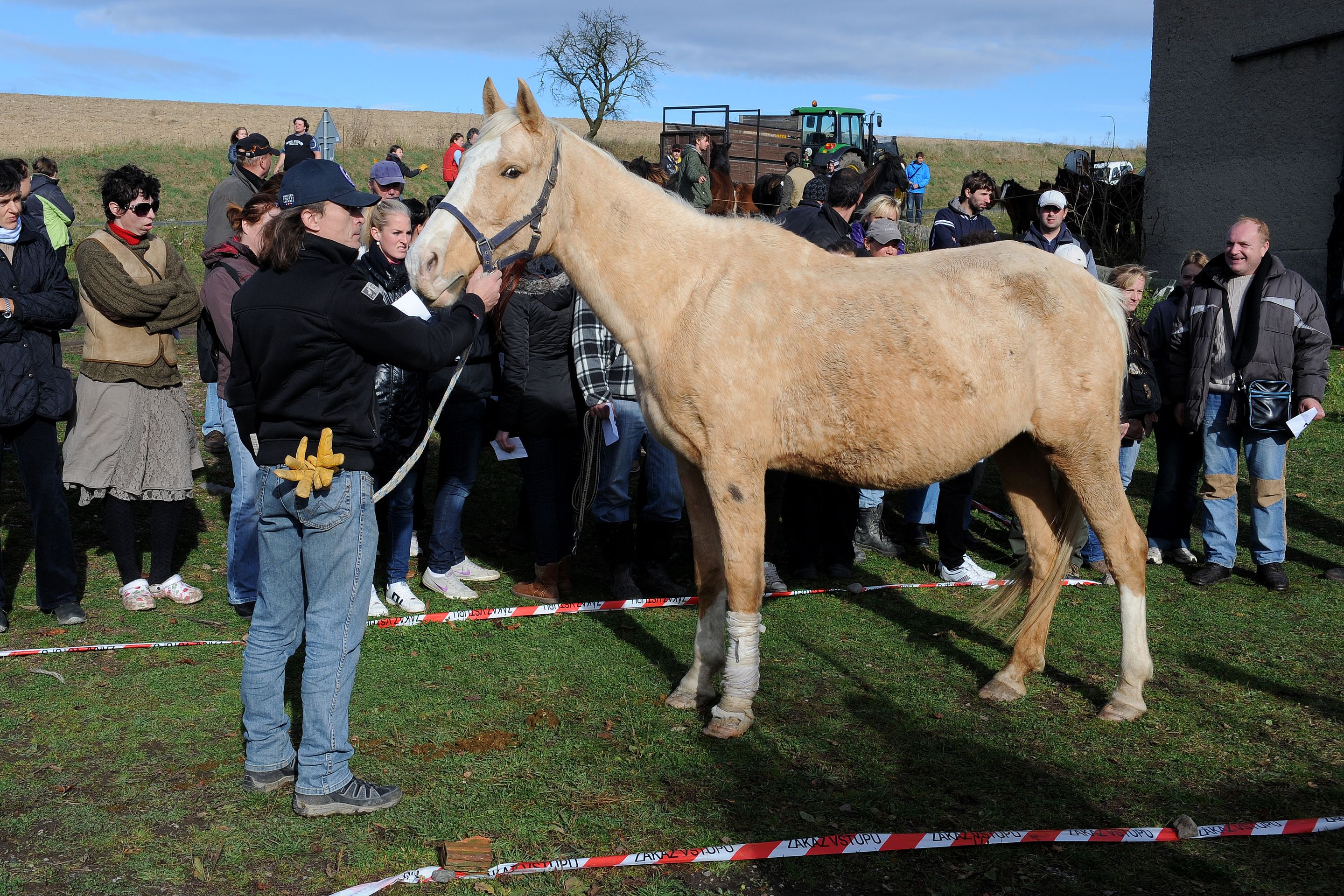 Dražba týraných koní - GALERIE: Podívejte se na zubožené koně, kteří dnes byli v aukci (15/19)