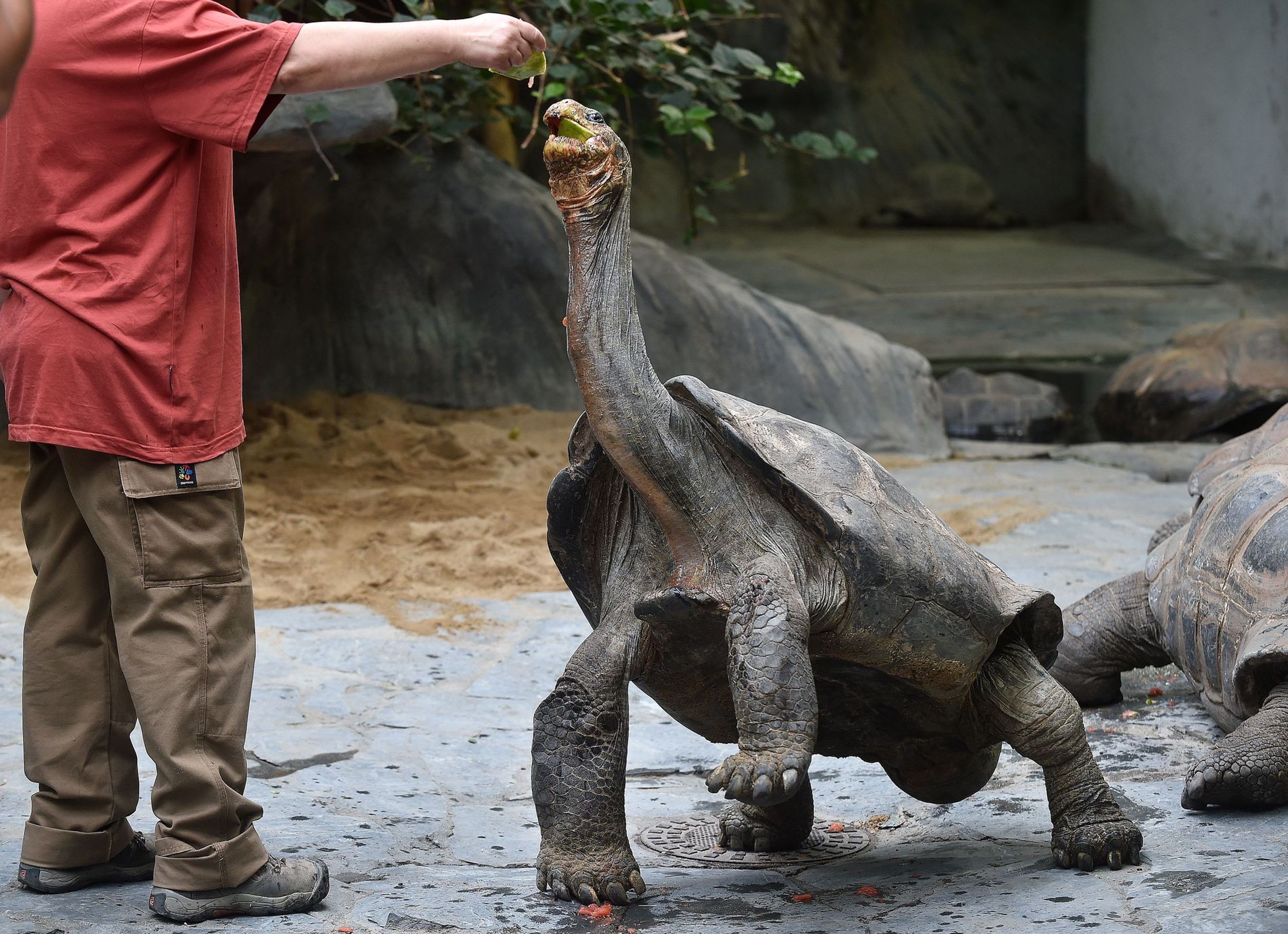 Krmení velkých želv v ZOO Praha - 7 - GALERIE: Krmení velkých želv v ZOO Praha (7/19)