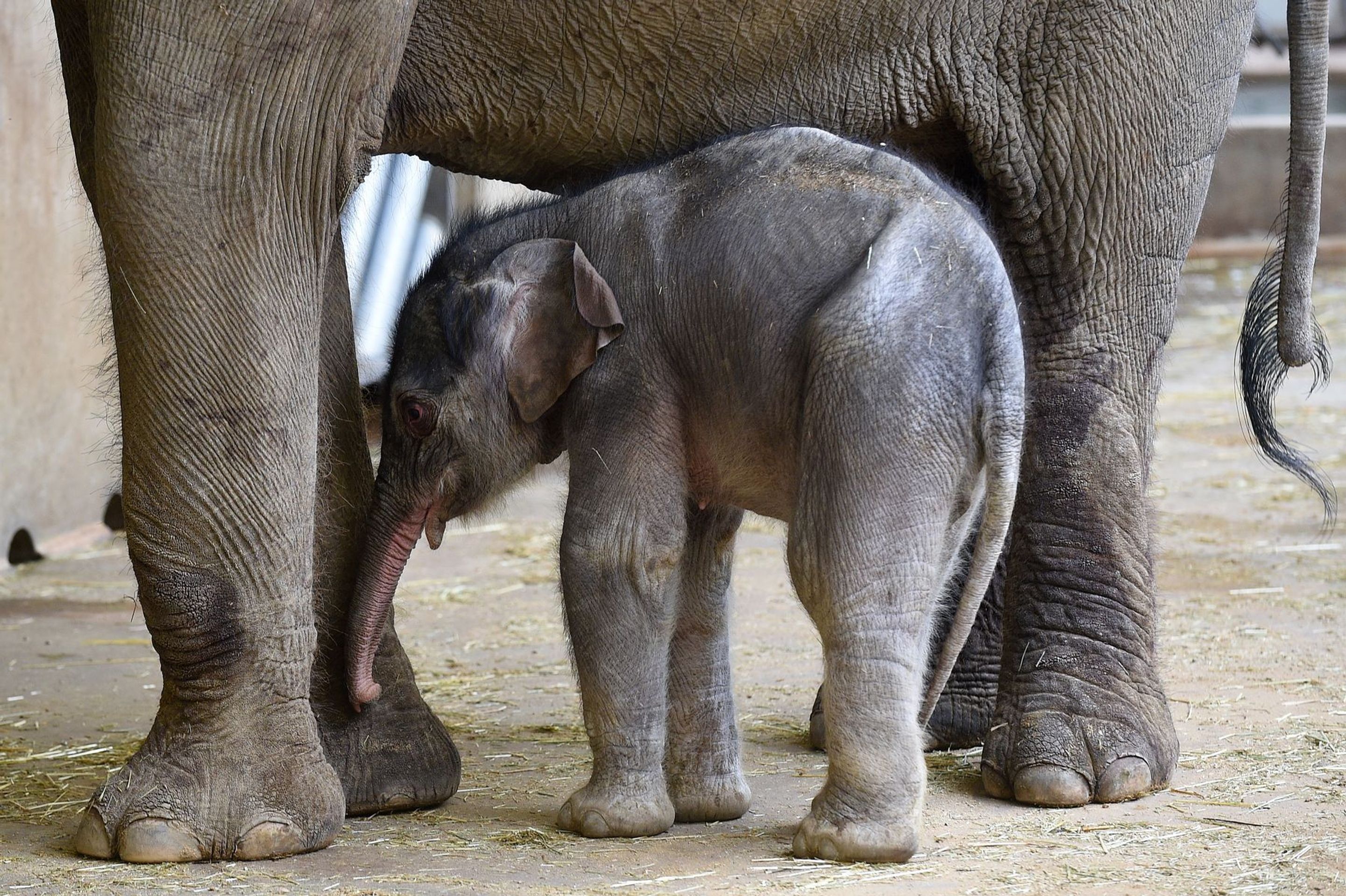 Slůně v pražské zoologické zahradě - 3 - GALERIE: Slůně v pražské zoologické zahradě (3/9)