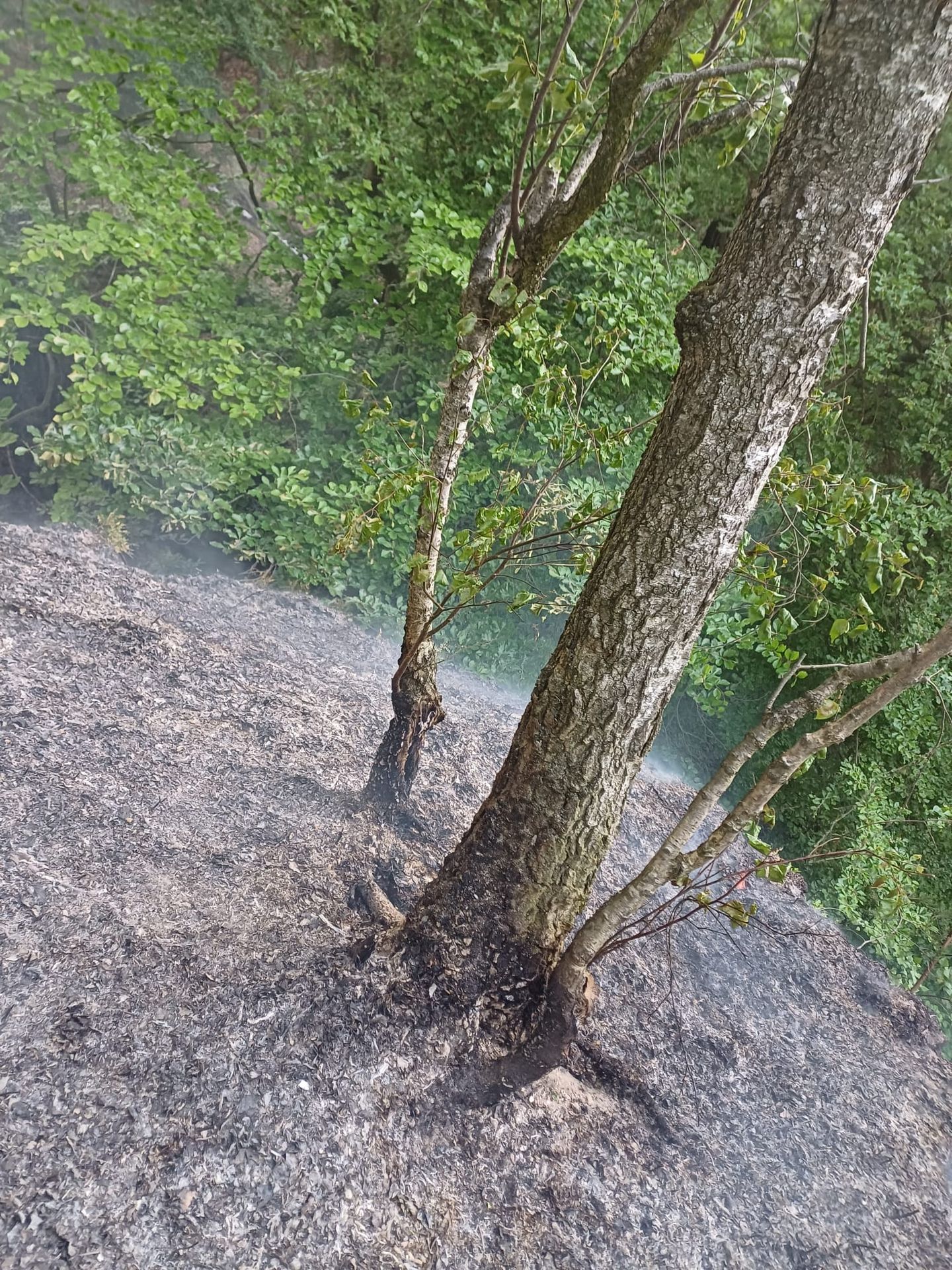 Lesní požár na Mladoboleslavsku - Lesní požár na Mladoboleslavsku (22/22)