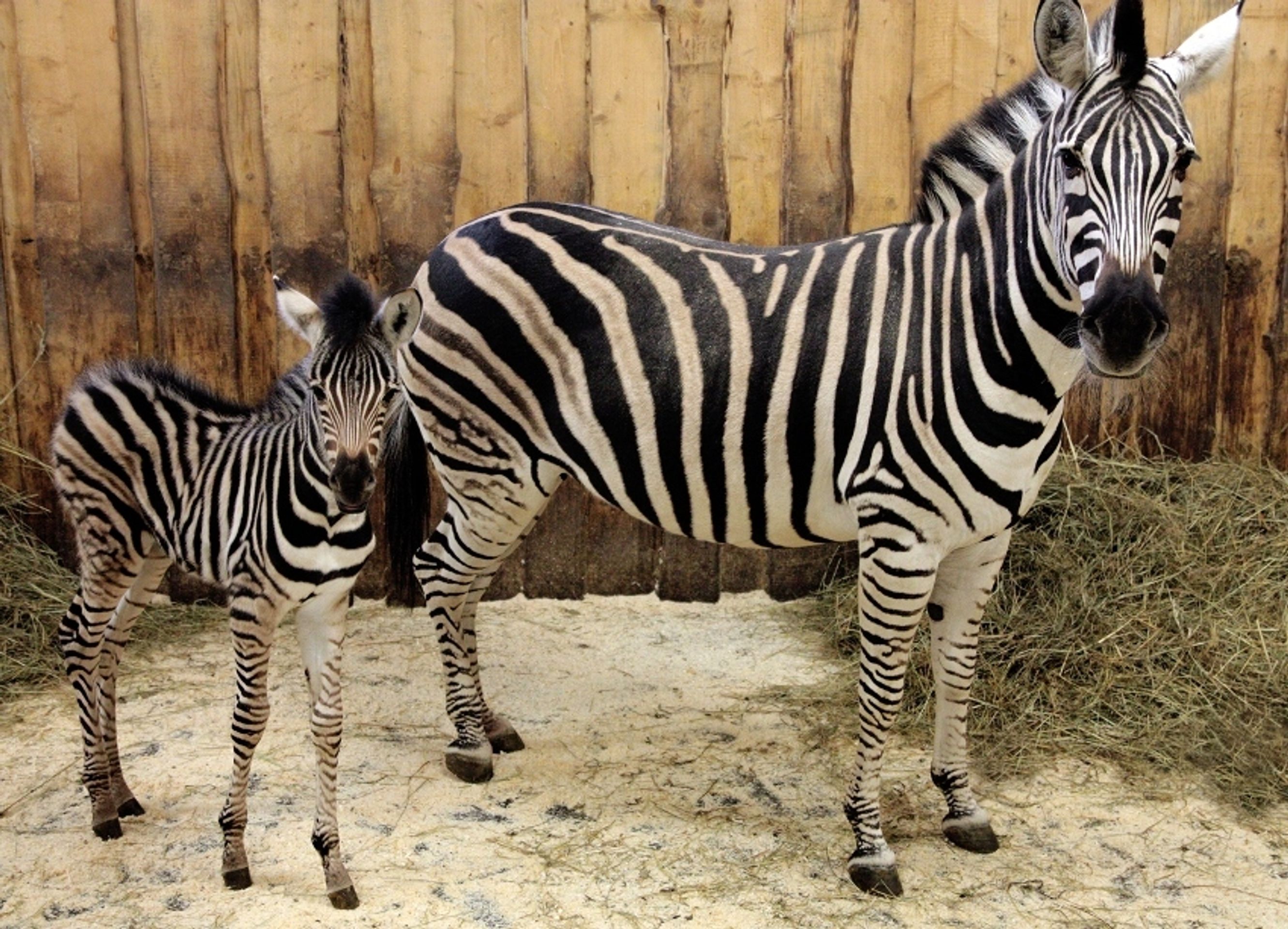 mláďata liberecké zoo - 5 - GALERIE: mláďata liberecké zoo (2/6)