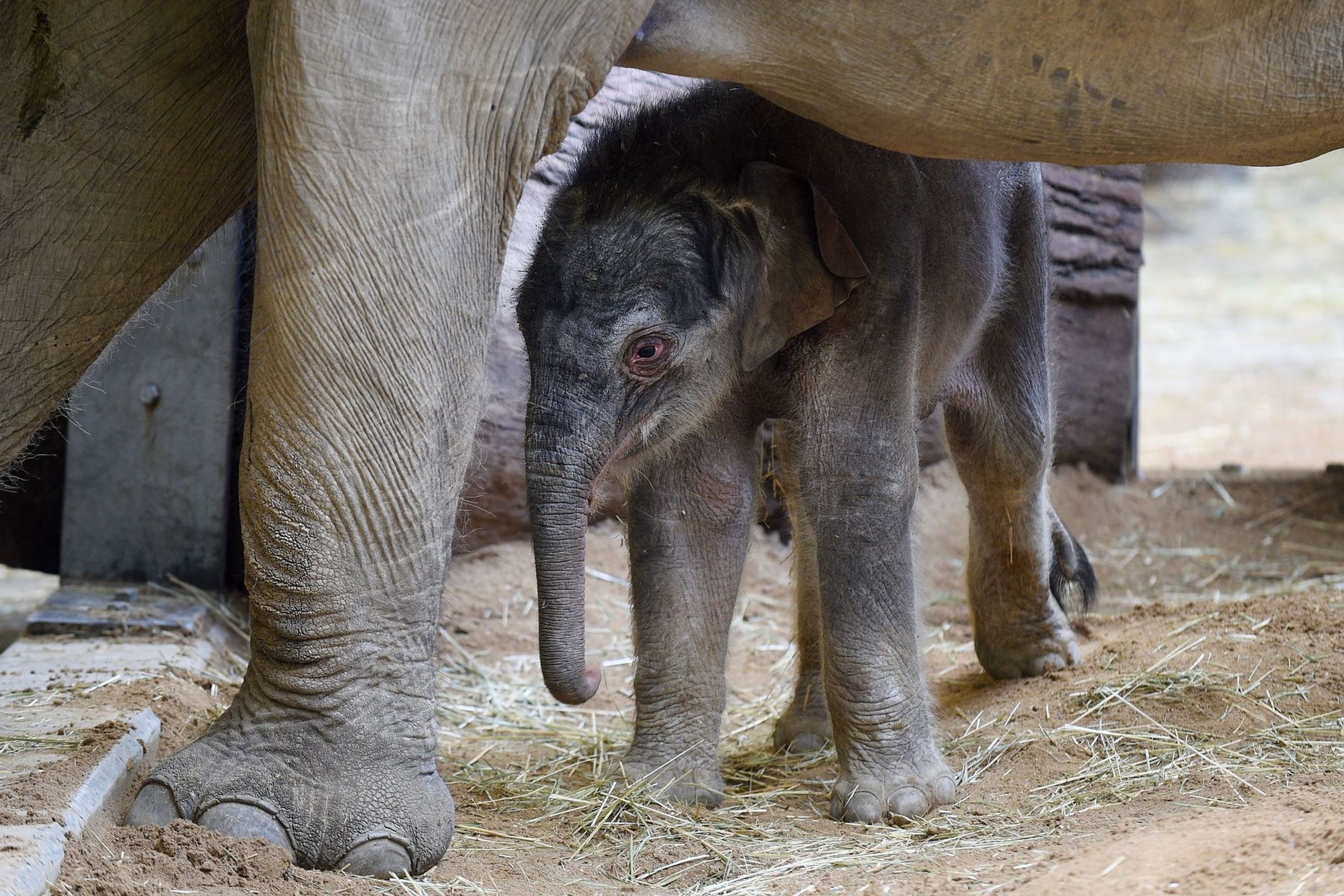 Slůně v pražské zoologické zahradě - 4 - GALERIE: Slůně v pražské zoologické zahradě (4/9)