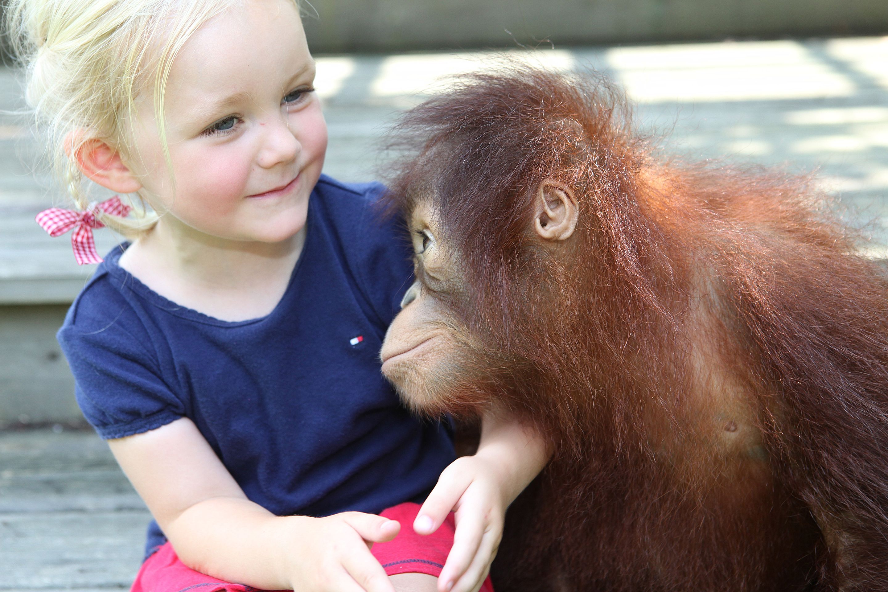 Holčička a opice - GALERIE: Nerozlučná dvojka - dívka a orangutan! (8/12)