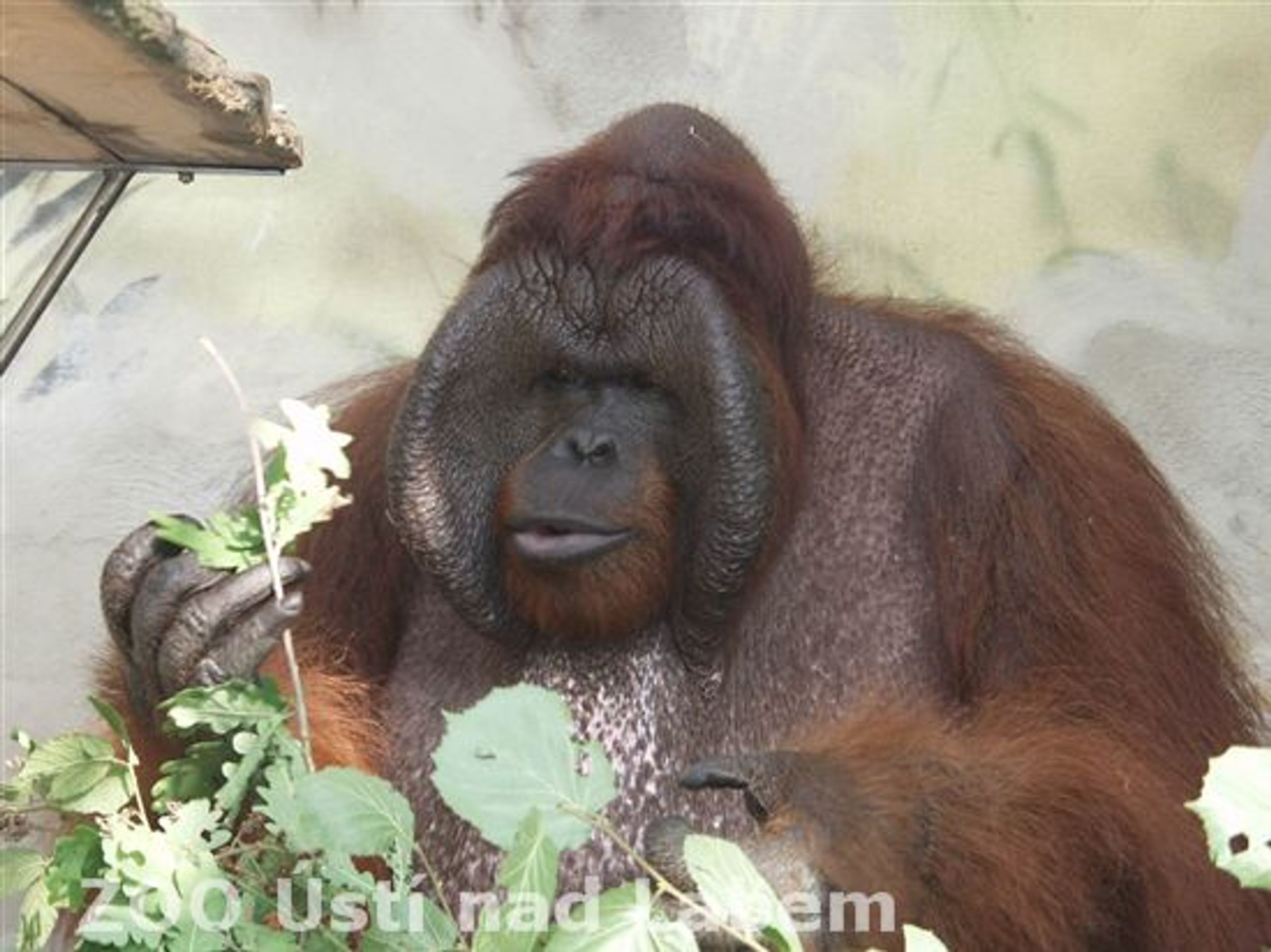Orangutan Ňuňák - GALERIE: Orangutan Ňuňák (1/4)