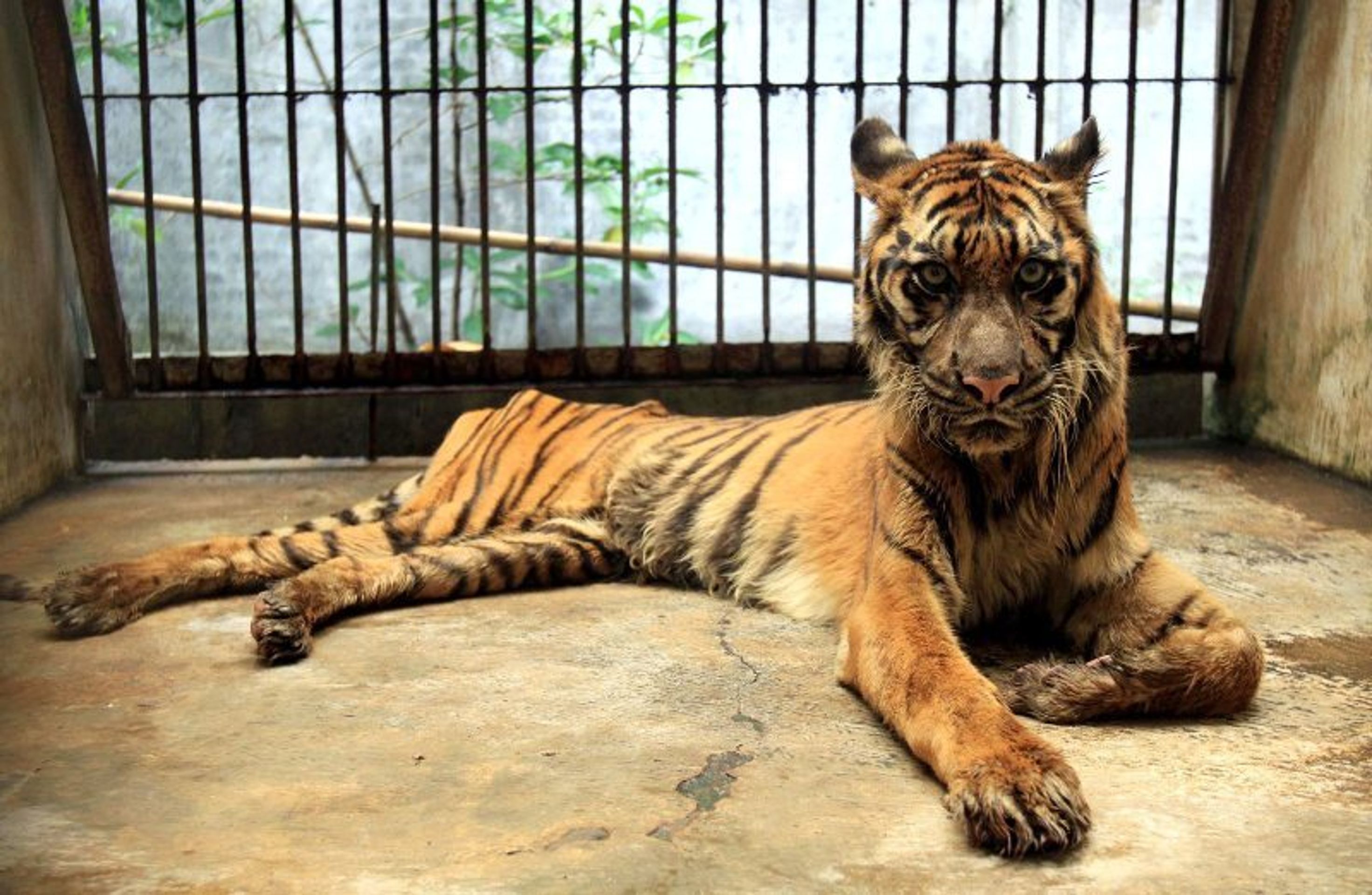 Nejhorší zoo na světě v indonéské Surabaye - 8 - GALERIE: Nejhorší zoologická zahrada na světě (2/9)