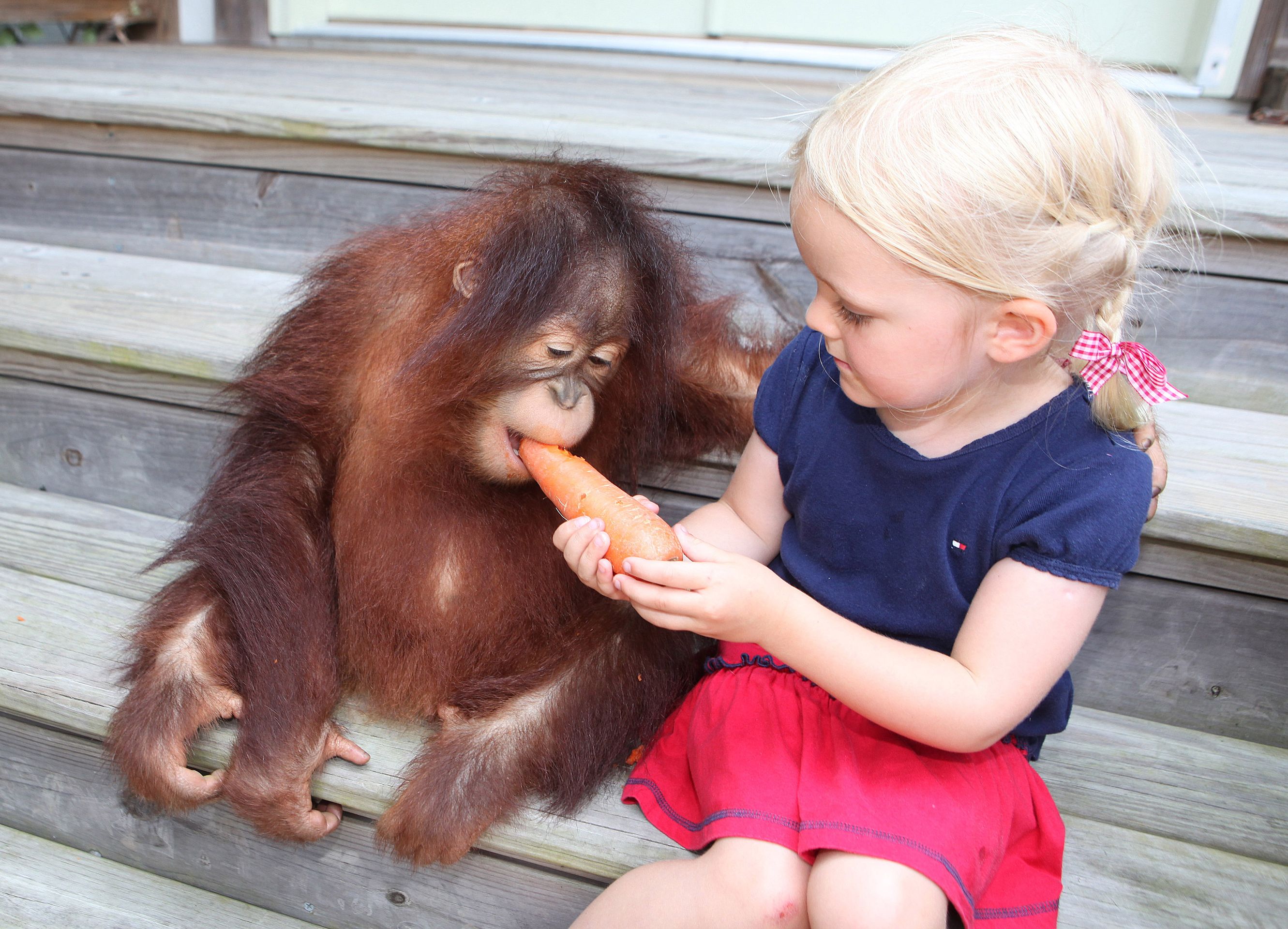 Holčička a opice - GALERIE: Nerozlučná dvojka - dívka a orangutan! (9/12)